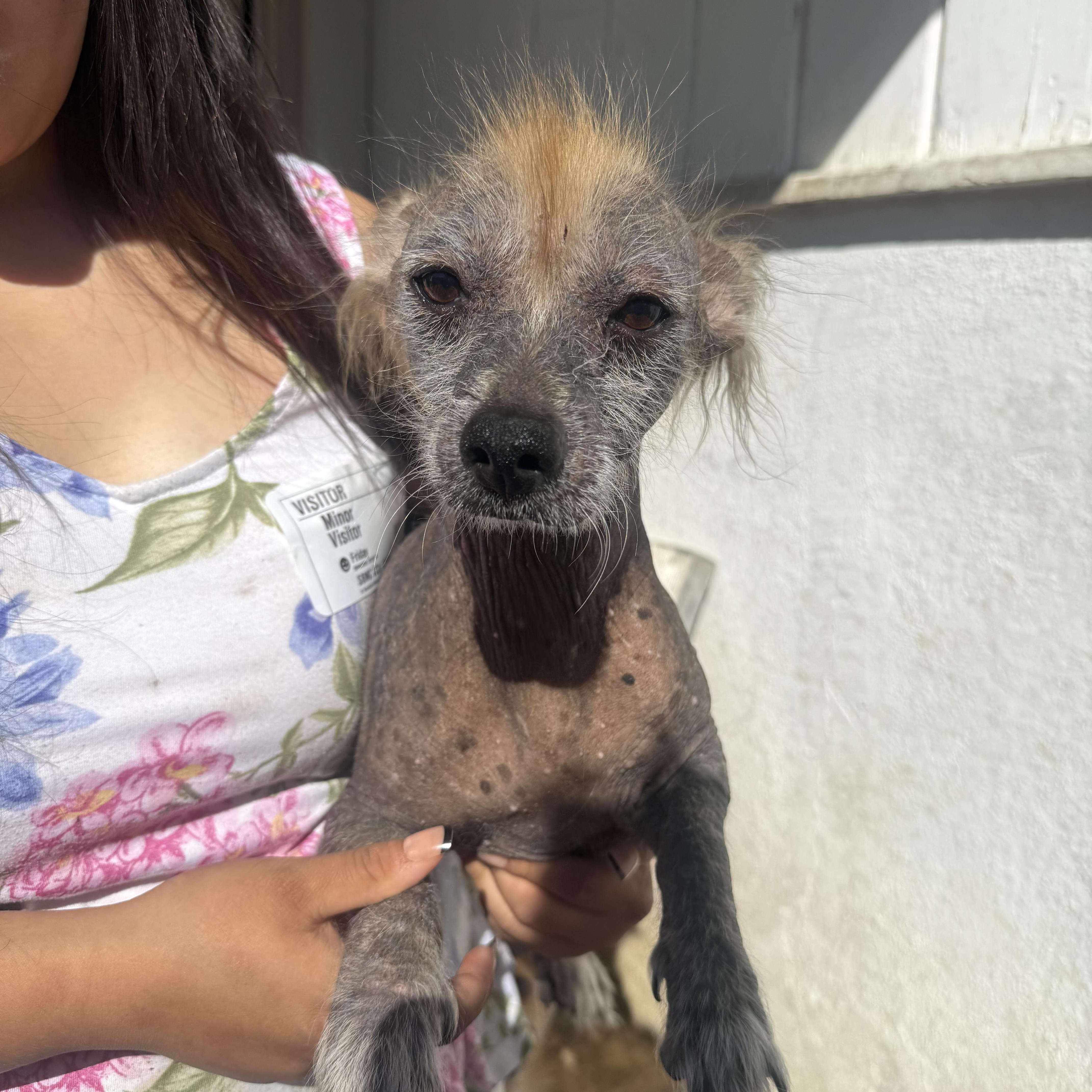 Putzie, Adoptable, Adult Male Xoloitzcuintli / Mexican Hairless.