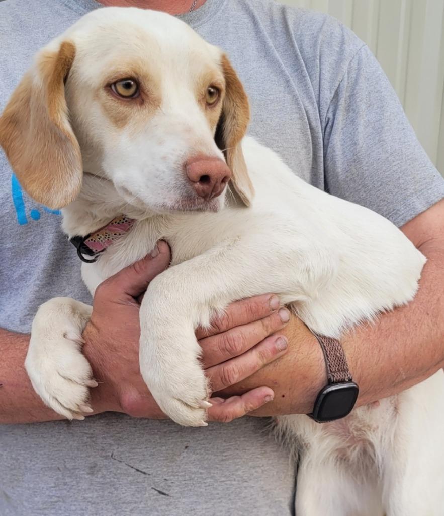Sweet, Adopted, Young Female Beagle.