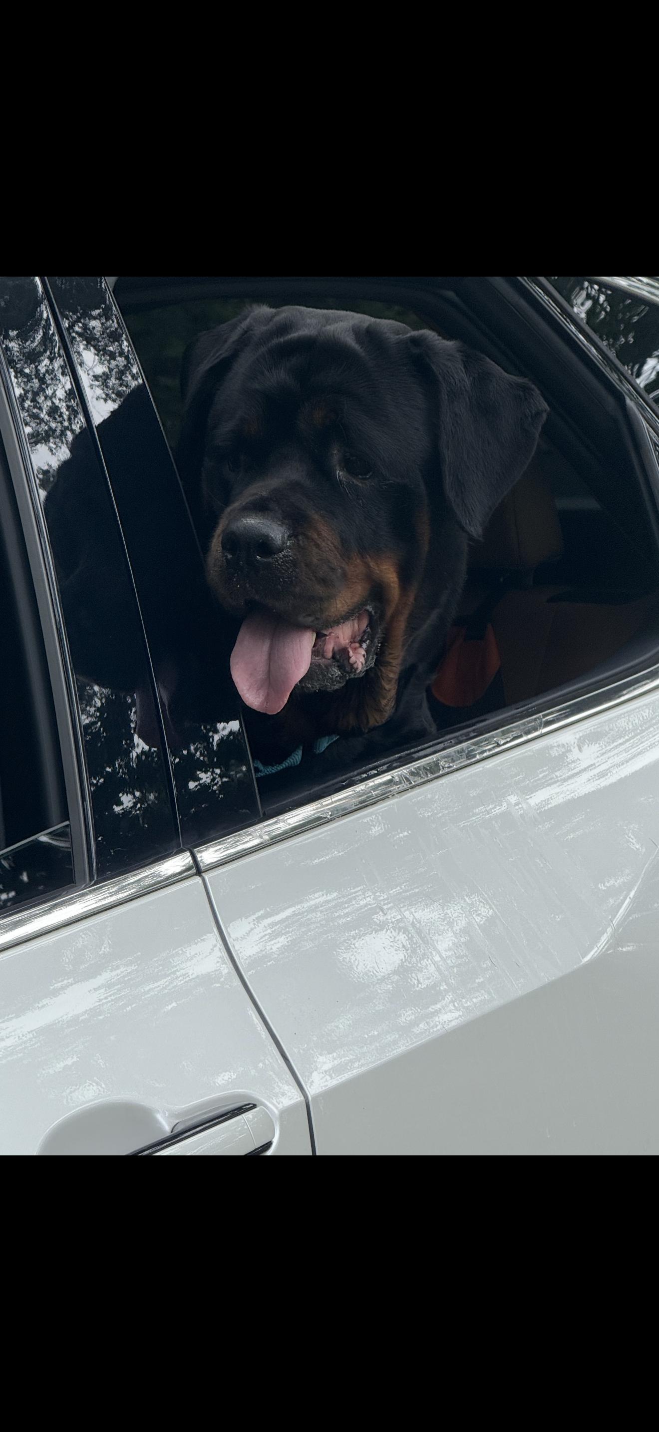 Layla, a Adoptable Rottweiler in Oviedo, FL image 1/2