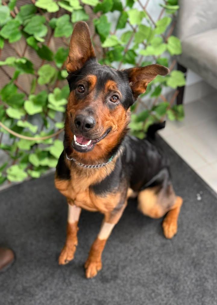 Trixie, ADOPTABLE, Young Female Shepherd.