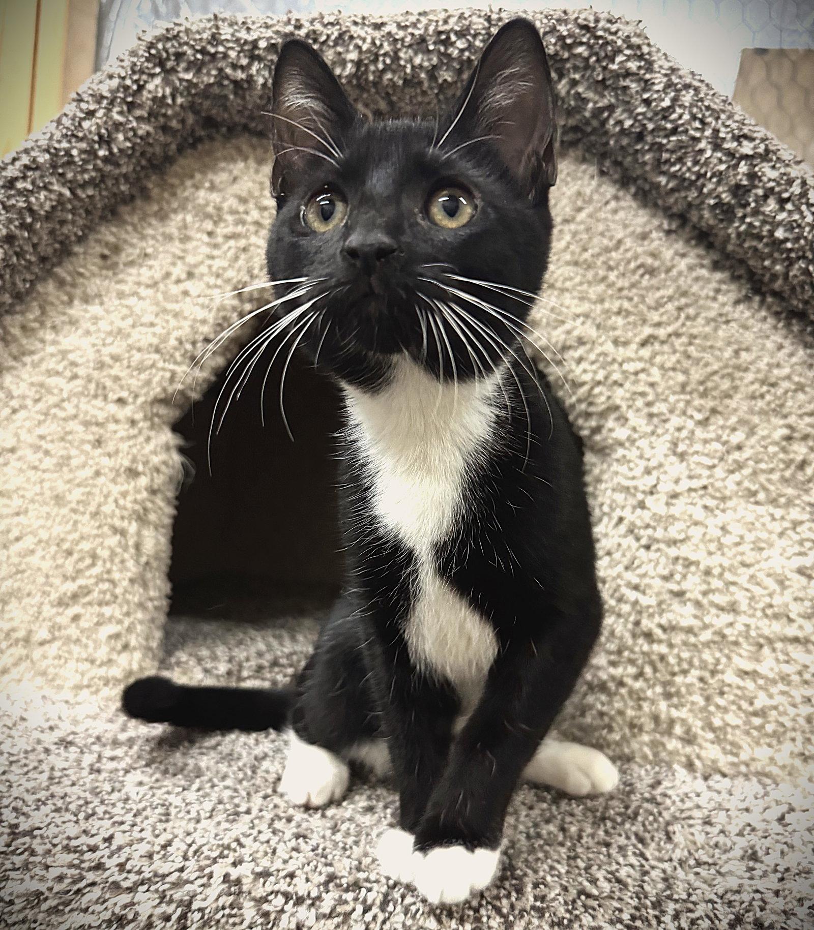 Nathalie, Adopted, Kitten Female Tuxedo.