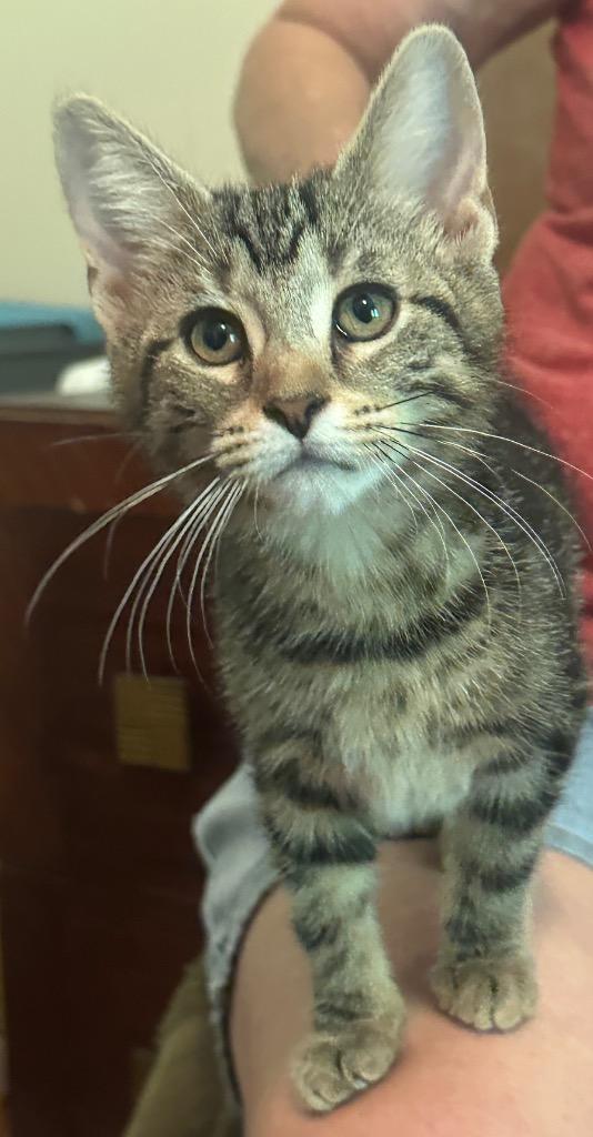 Enlarge Daffodil, a Adoptable mixed breed in La Porte, IN image 1/2