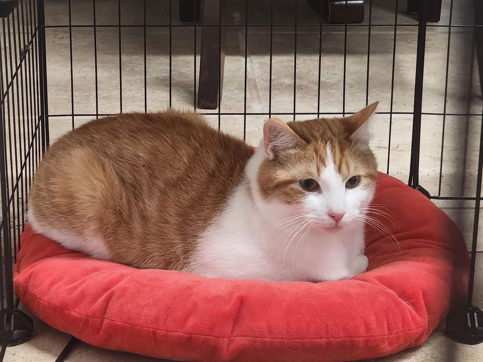 Pinky Pie, Adopted, Young Male Domestic Short Hair.