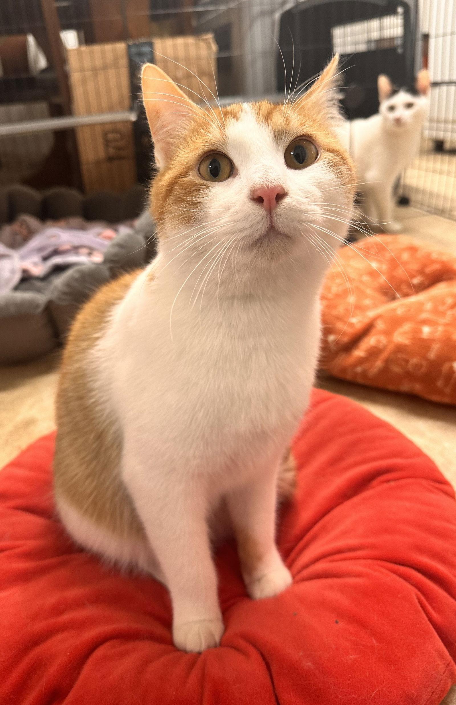 Pinky Pie, a Adopted Domestic Short Hair in Flushing, NY image 2/2