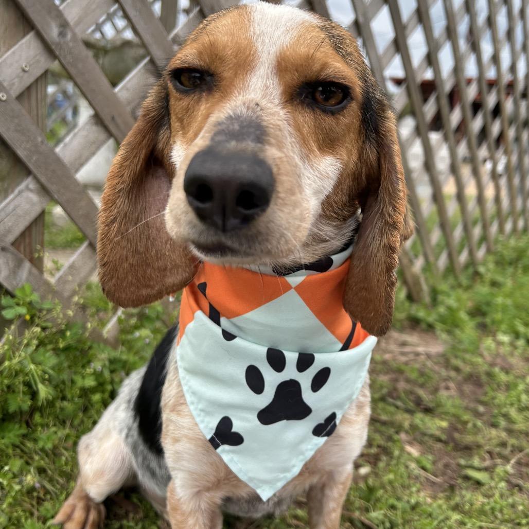 Enlarge Briar, a Adoptable mixed breed in West Point, MS image 1/6