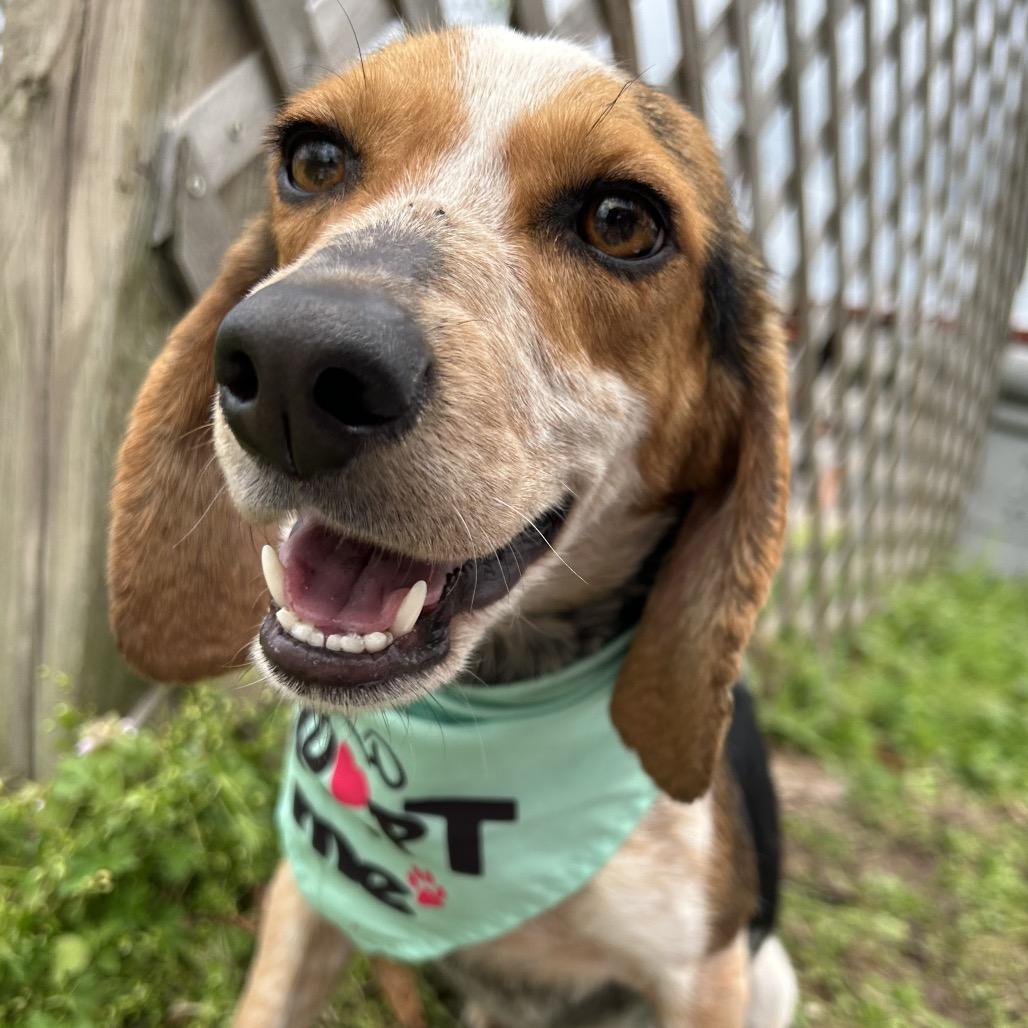 Enlarge Briar, a Adoptable mixed breed in West Point, MS image 2/6