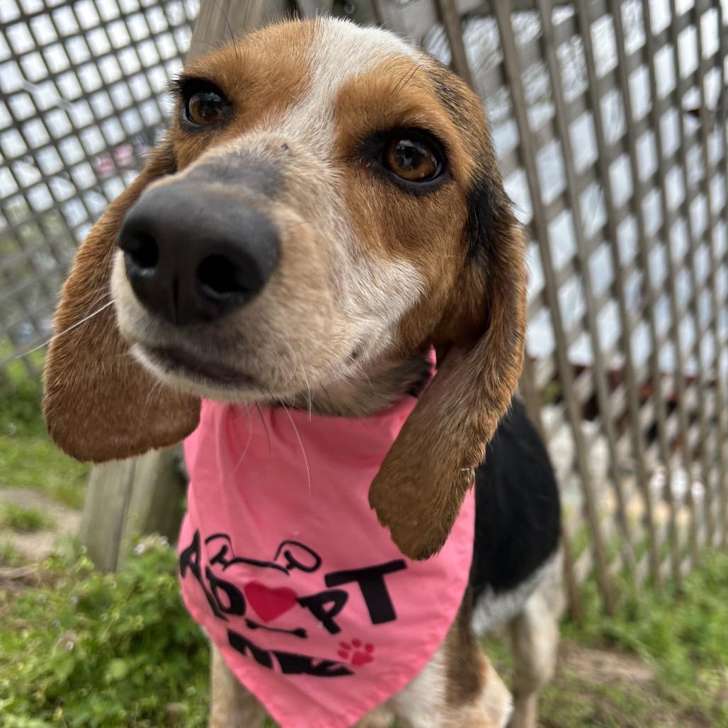 Enlarge Briar, a Adoptable mixed breed in West Point, MS image 3/6