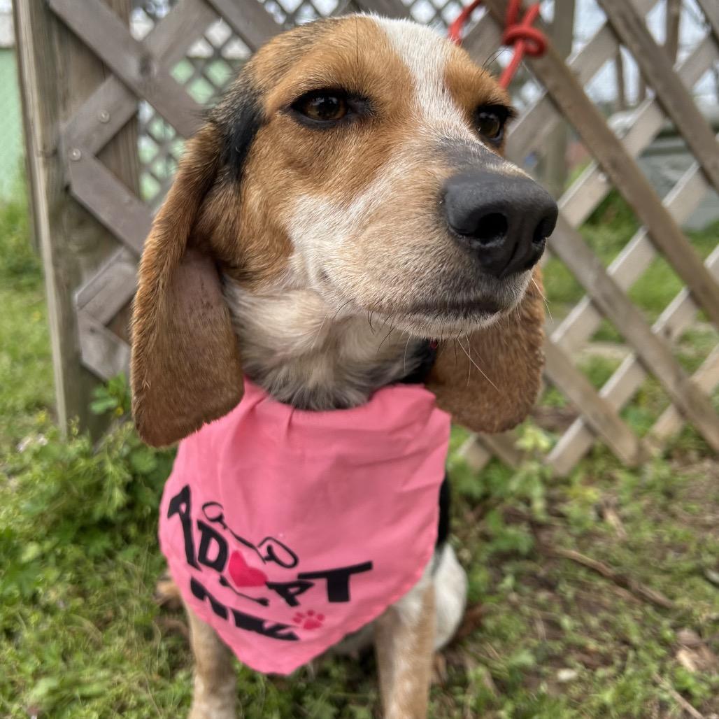 Enlarge Briar, a Adoptable mixed breed in West Point, MS image 4/6