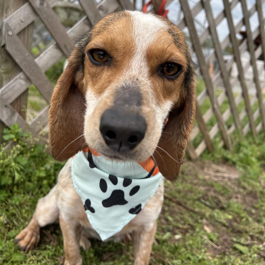 Enlarge Briar, a Adoptable mixed breed in West Point, MS image 5/6