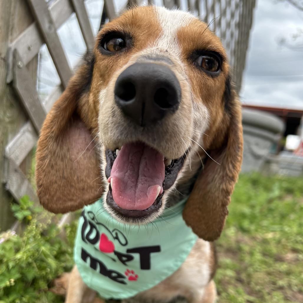Enlarge Briar, a Adoptable mixed breed in West Point, MS image 6/6