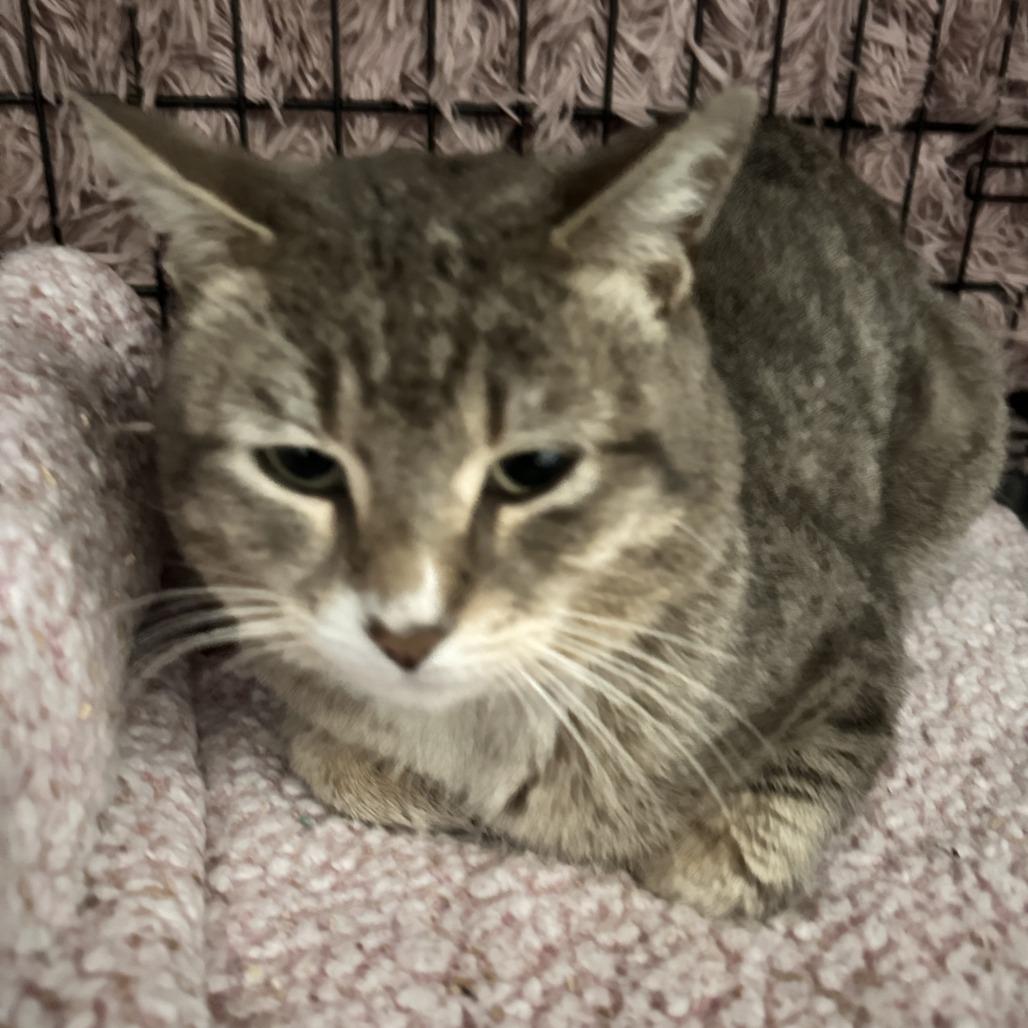 Enlarge Riley, a Adoptable Domestic Short Hair in Brooklyn, NY image 1/4