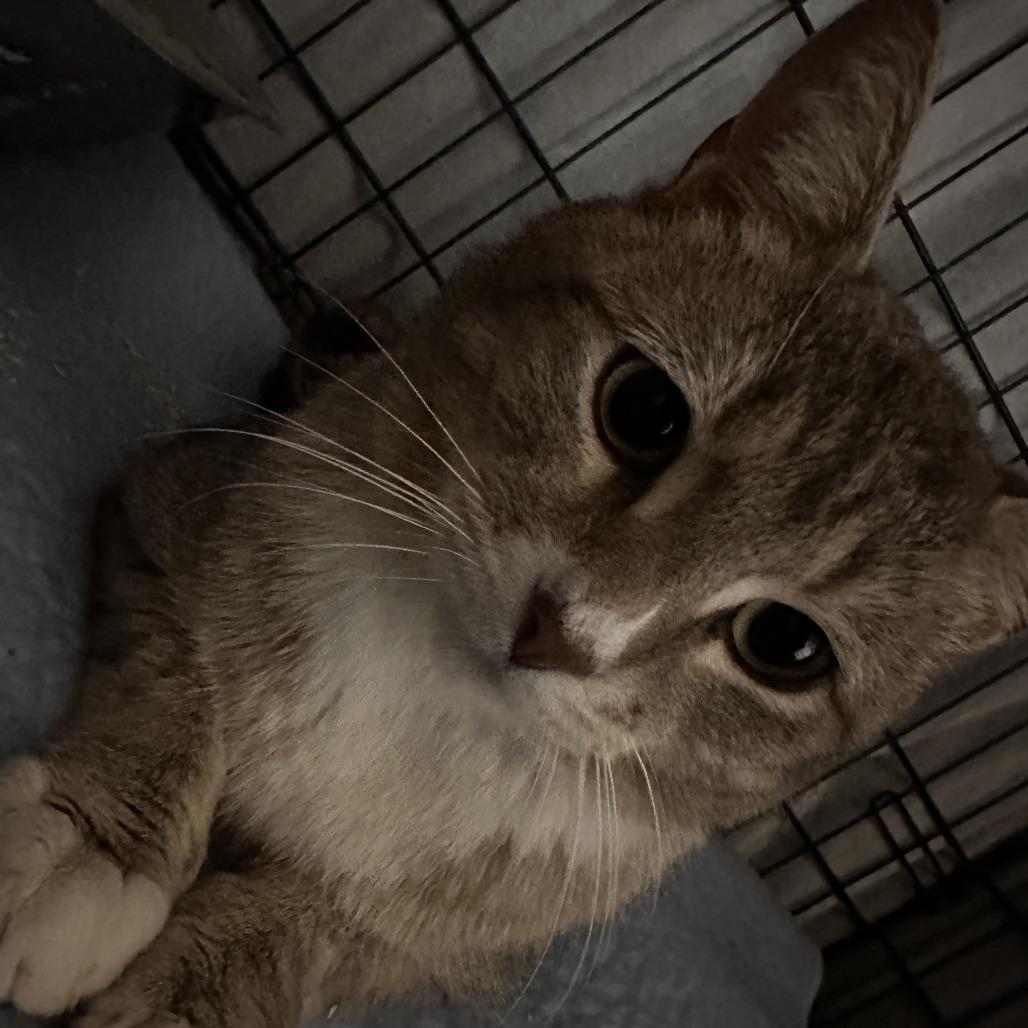 Enlarge Riley, a Adoptable Domestic Short Hair in Brooklyn, NY image 2/4