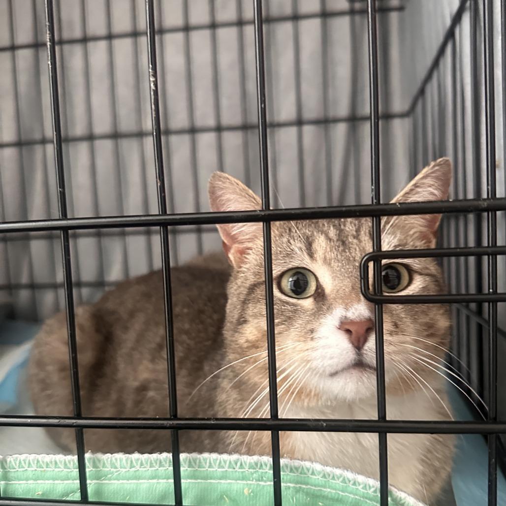 Enlarge Riley, a Adoptable Domestic Short Hair in Brooklyn, NY image 3/4