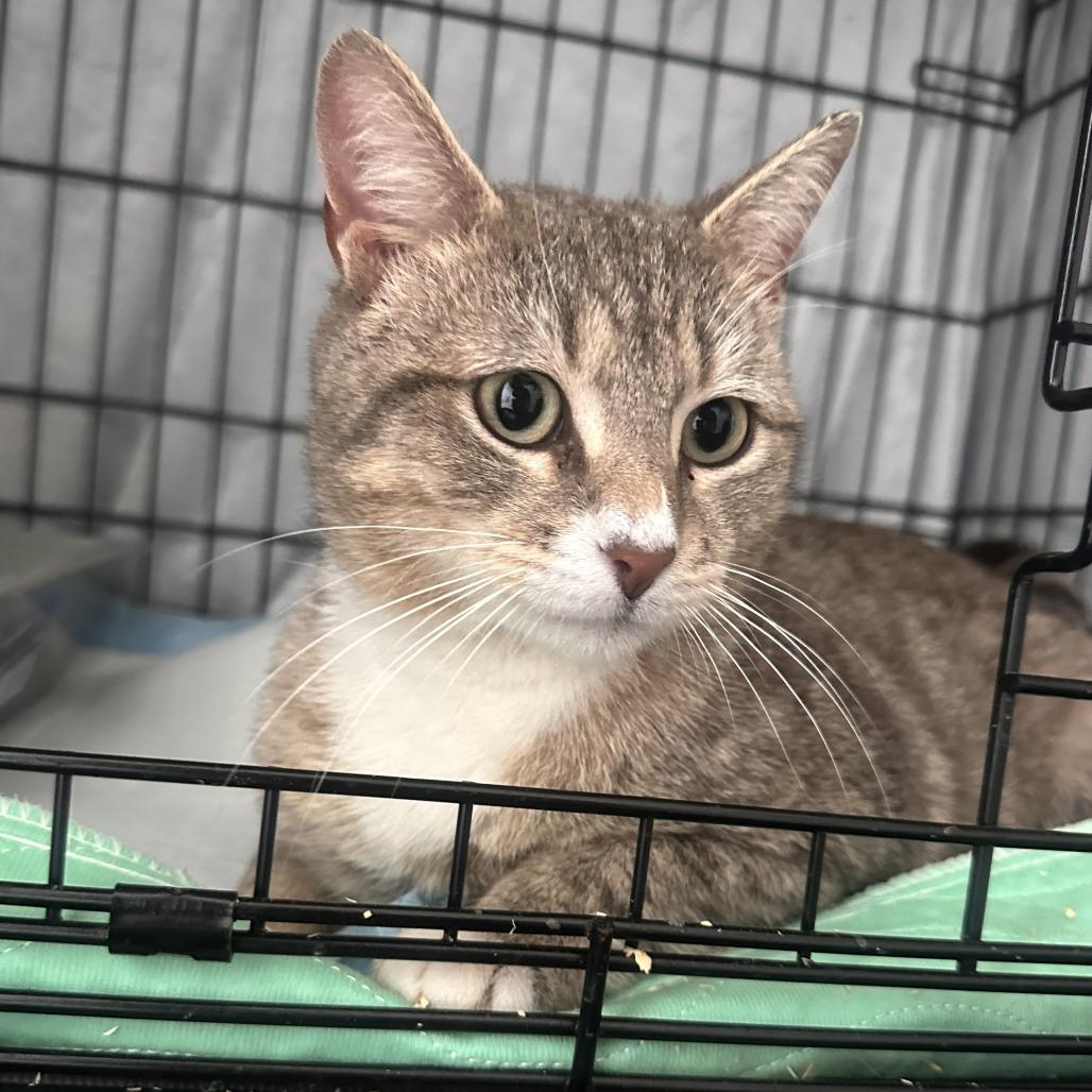 Enlarge Riley, a Adoptable Domestic Short Hair in Brooklyn, NY image 4/4