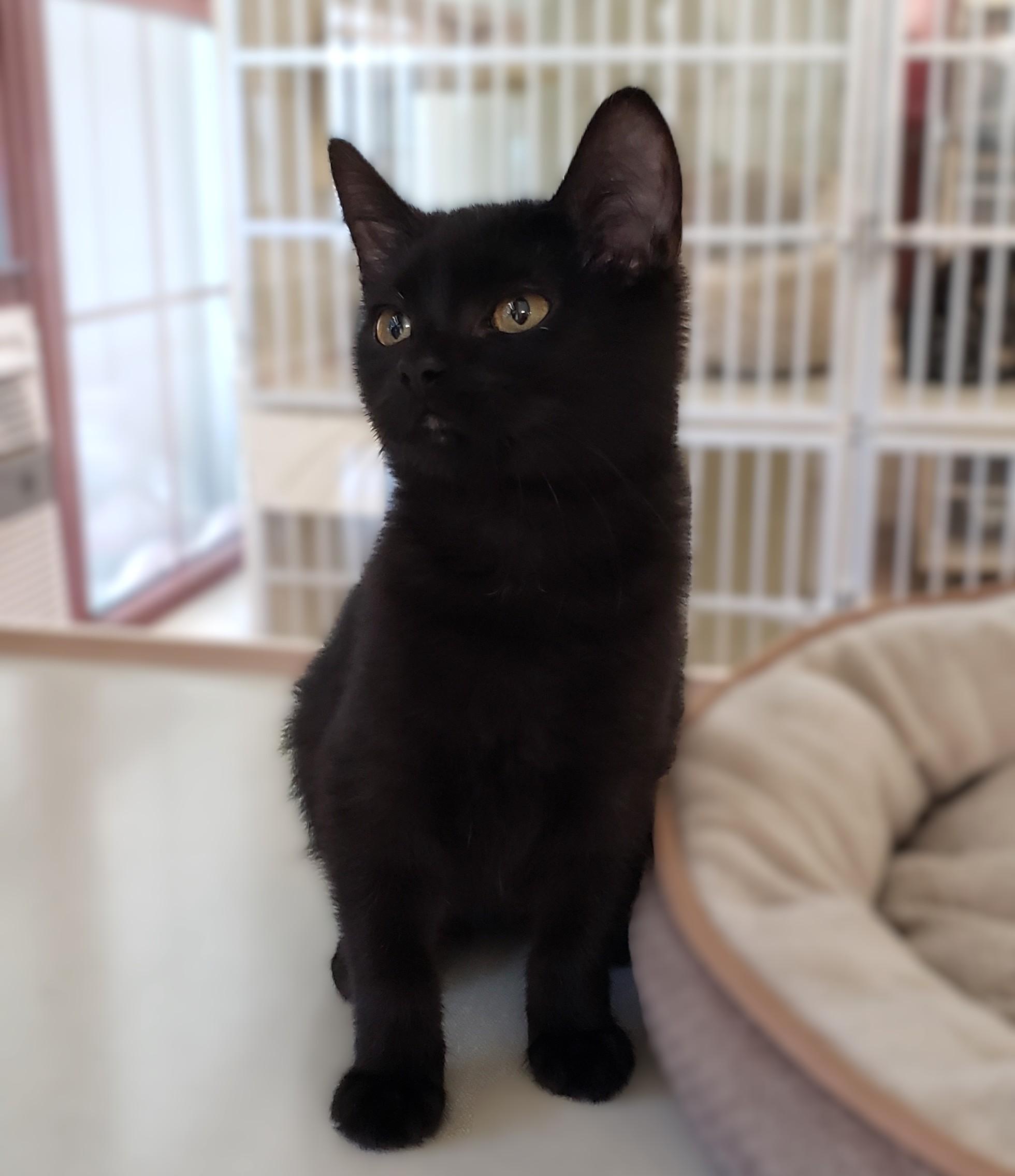 Glenn, an adopted mixed breed in Slidell, LA image 2/2