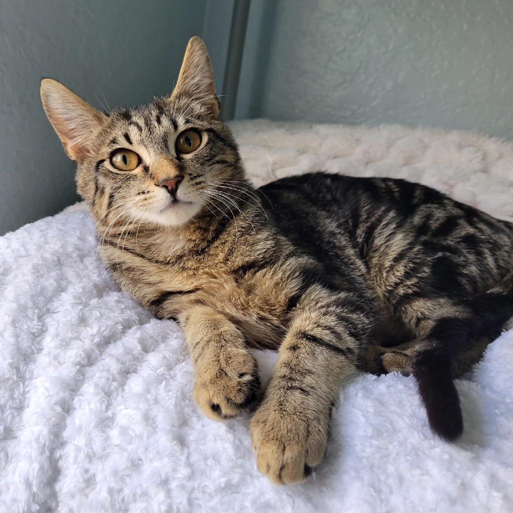 Mabel, Adoptable, Young Female Domestic Short Hair.