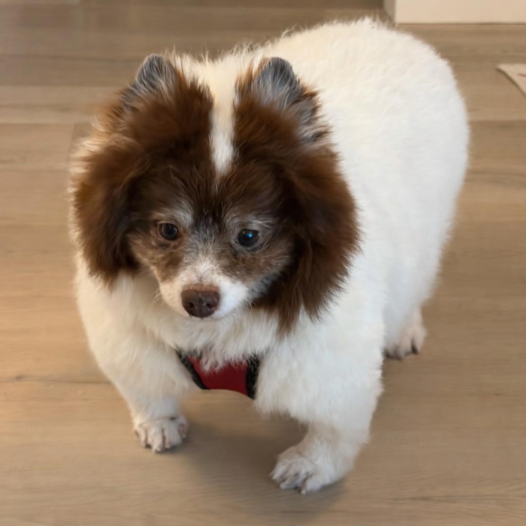 Cocoa, a ADOPTABLE mixed breed in Bradenton, FL image 2/4