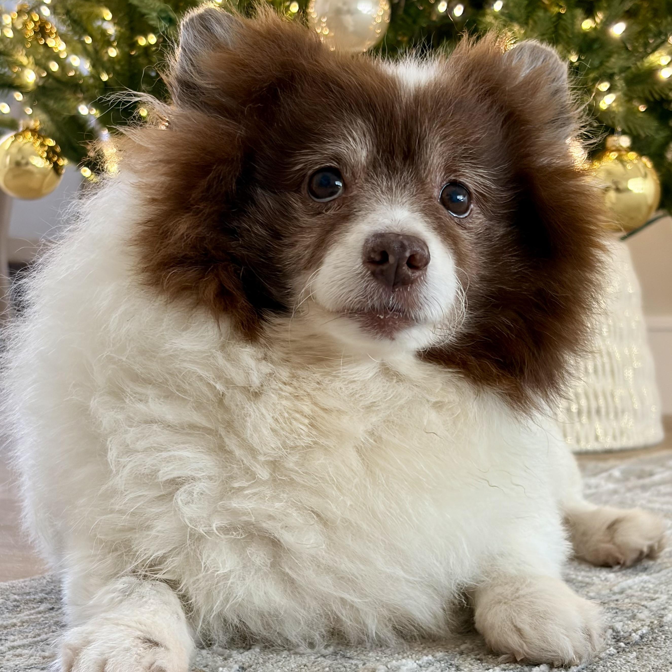Cocoa, ADOPTABLE, Adult Male Pomeranian.
