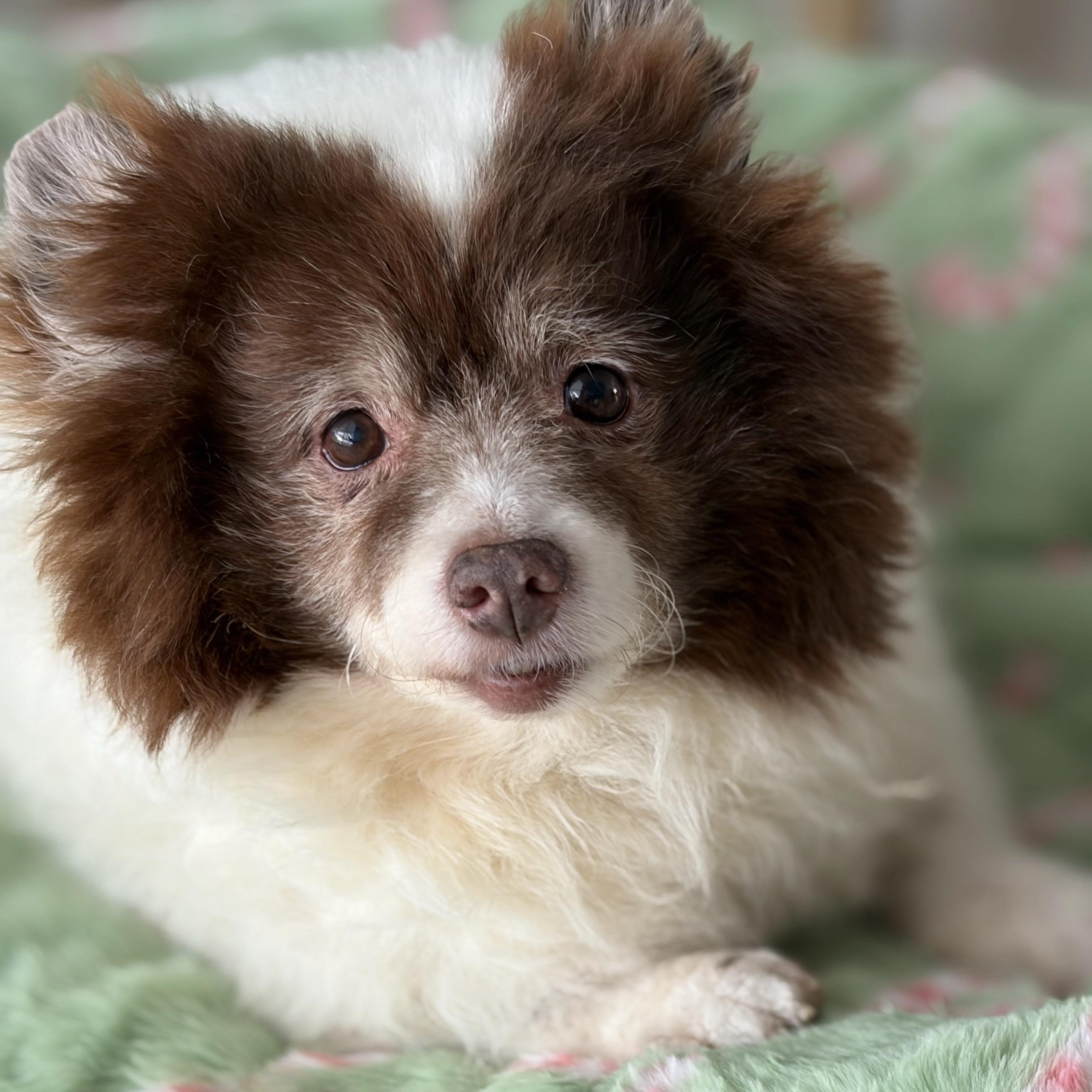 Cocoa, a ADOPTABLE mixed breed in Bradenton, FL image 4/4