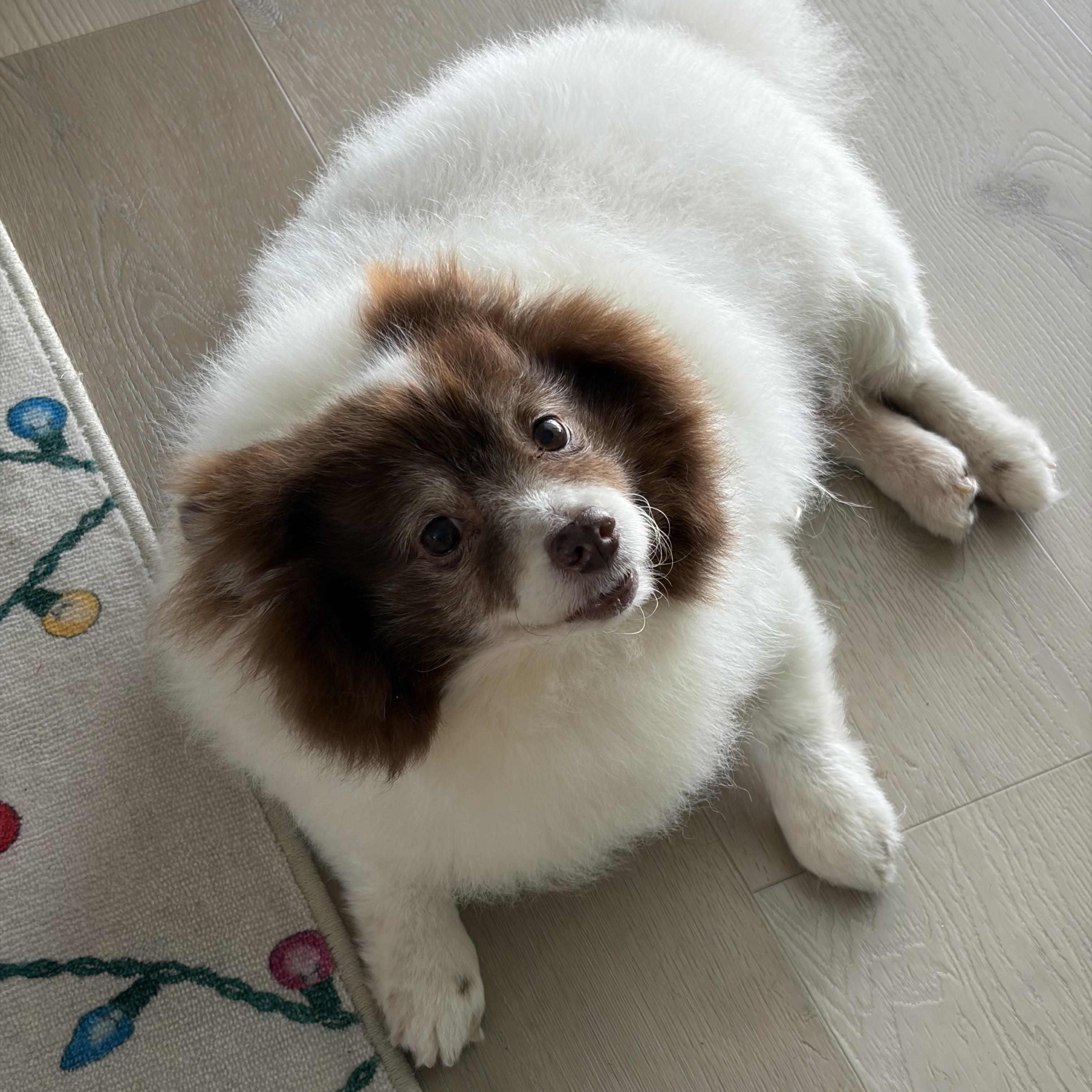 Cocoa, a ADOPTABLE mixed breed in Bradenton, FL image 3/4