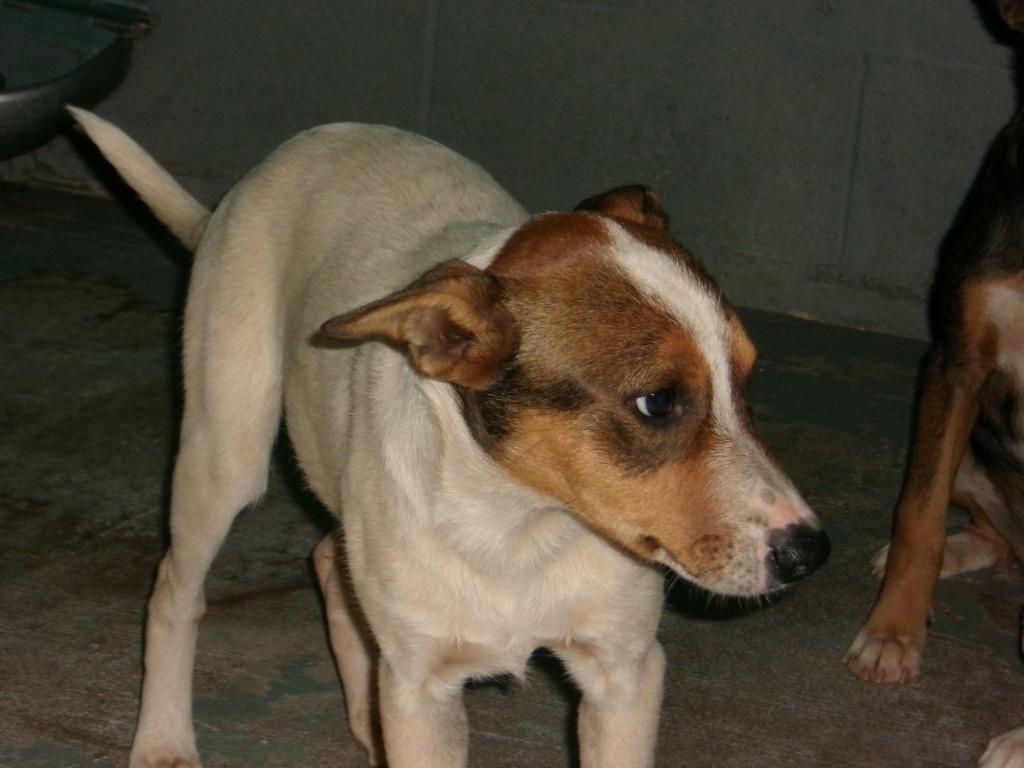 Scrappy, Adoptable, Young Female Cattle Dog.