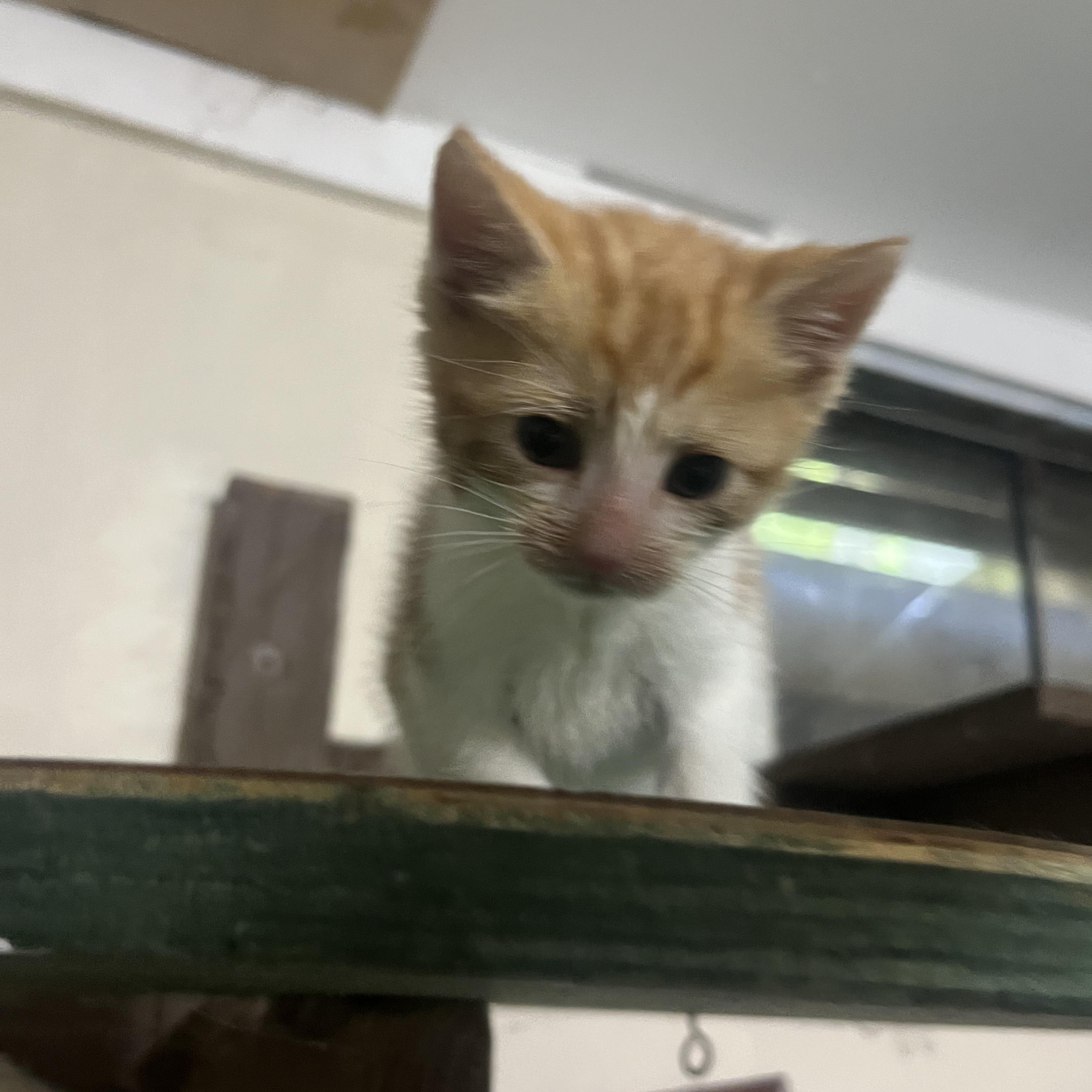 Thor, a Adoptable Domestic Short Hair in Moriches, NY image 2/2