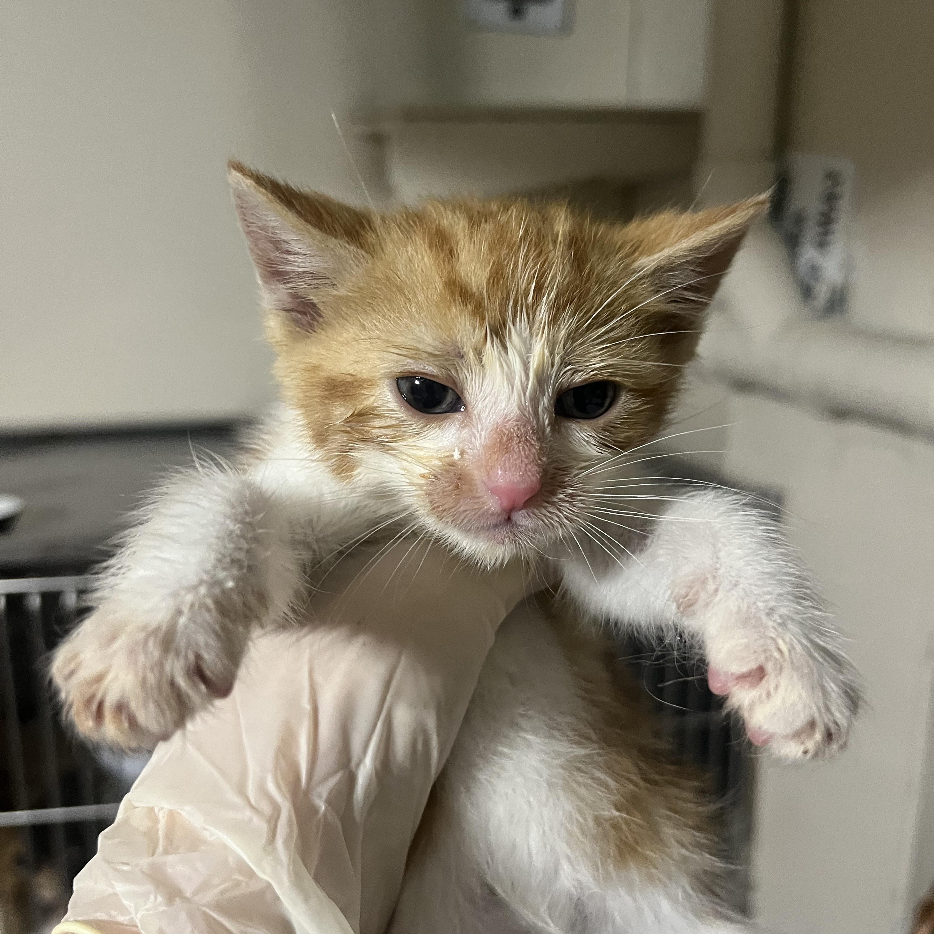 Thor, Adoptable, Kitten Male Domestic Short Hair.