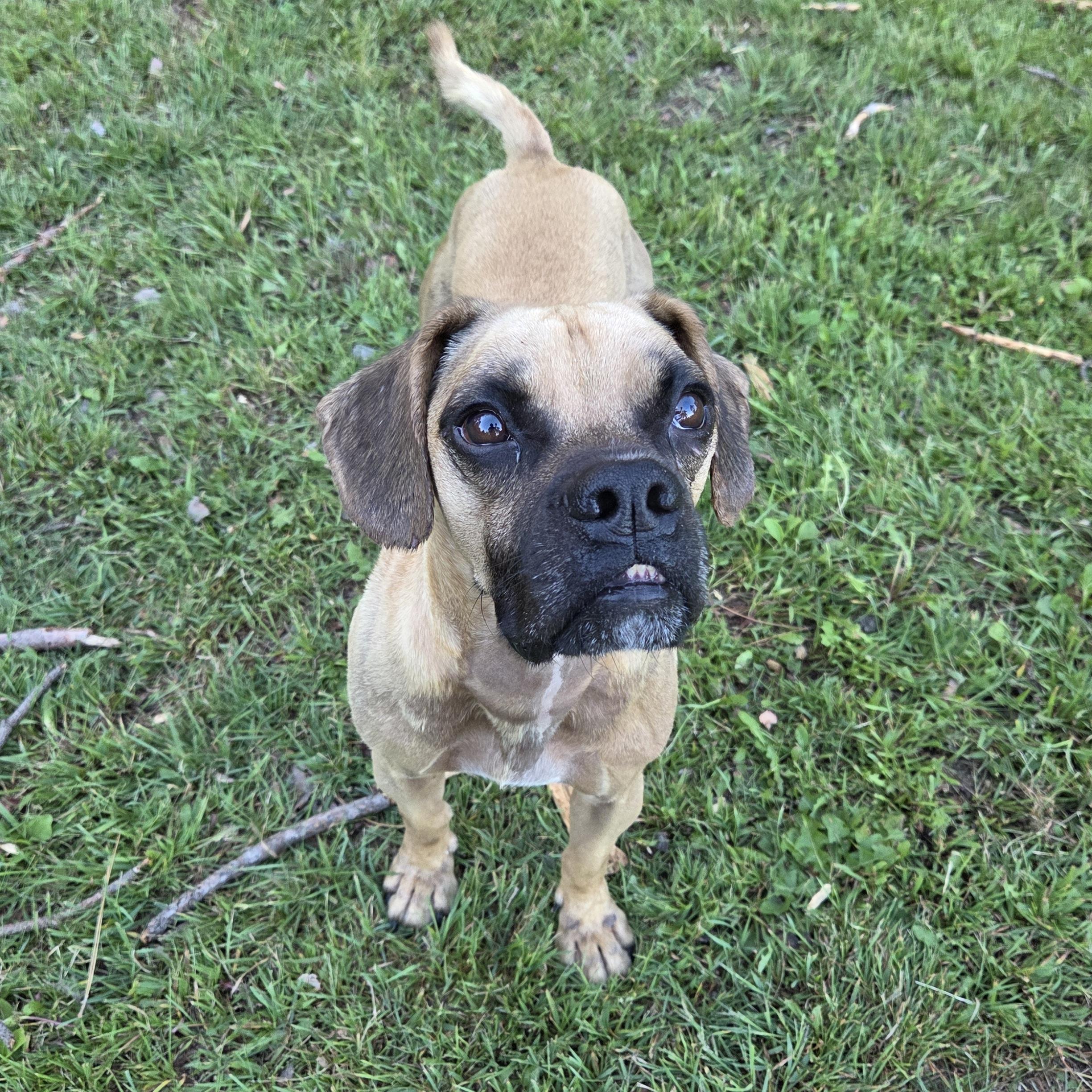 Broski, Adoptable, Adult Male Boxer & Beagle.