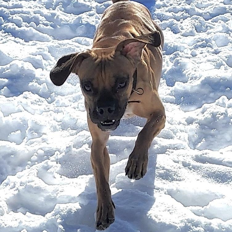 Broski, Adult Male Boxer