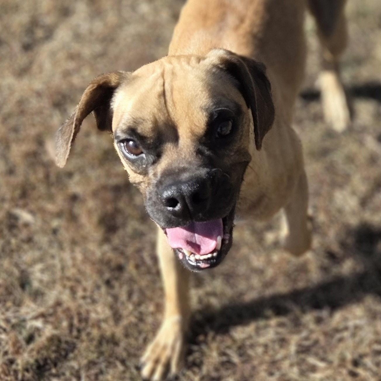 Broski, Adoptable, Adult Male Boxer & Beagle.