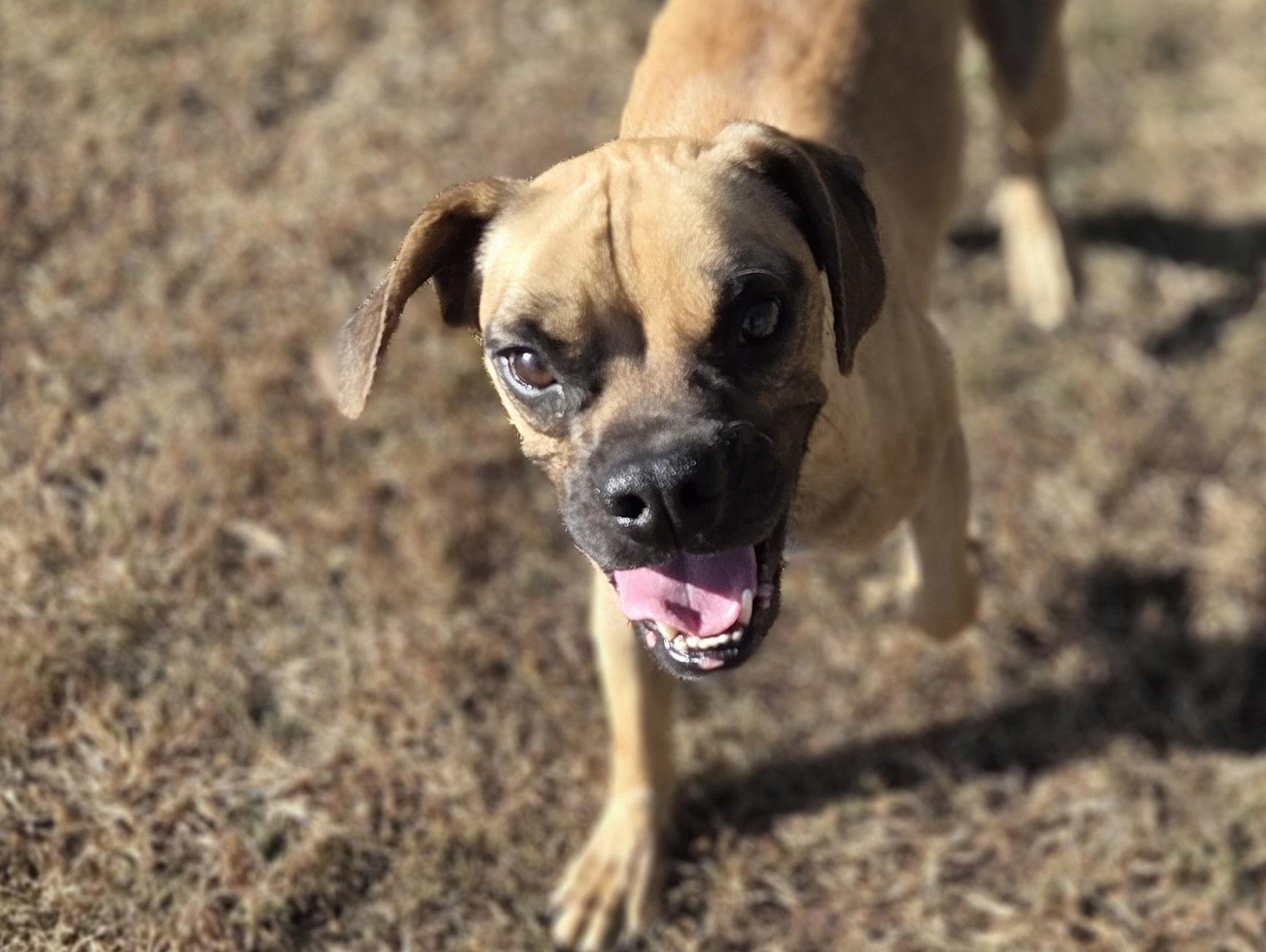 Broski, an adoptable Boxer, Beagle in Park Rapids, MN, 56470 | Photo Image 1