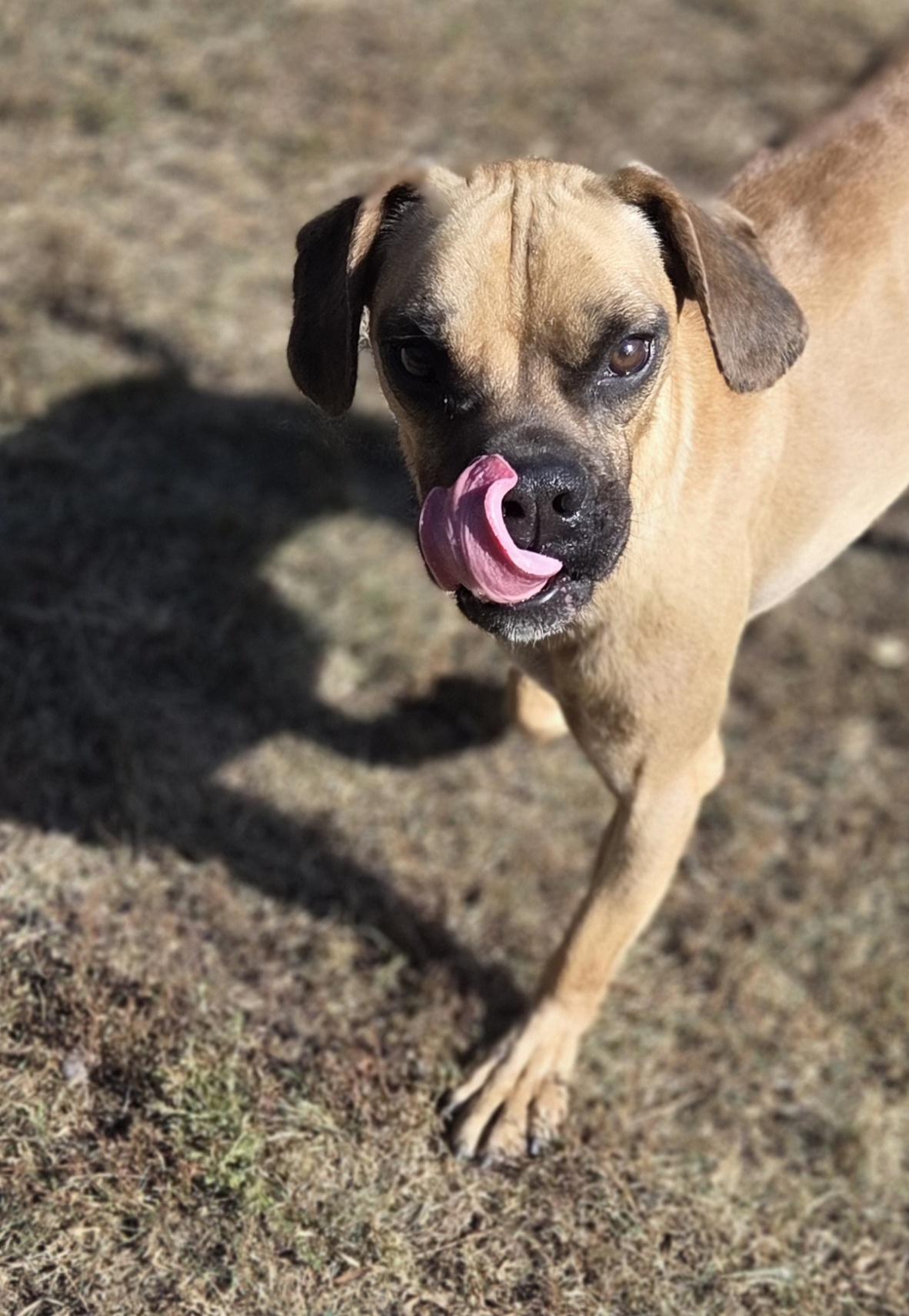 Broski, an adoptable Boxer, Beagle in Park Rapids, MN, 56470 | Photo Image 3