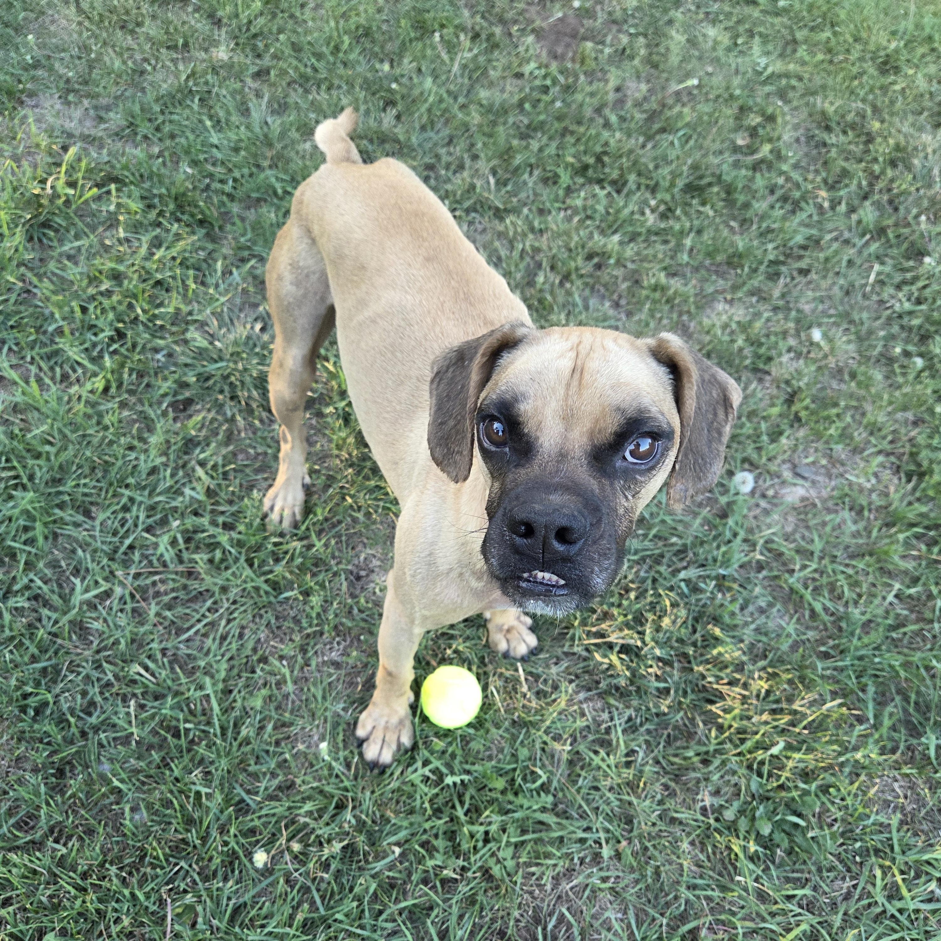 Enlarge Broski, a Adoptable mixed breed in Park Rapids, MN image 2/5