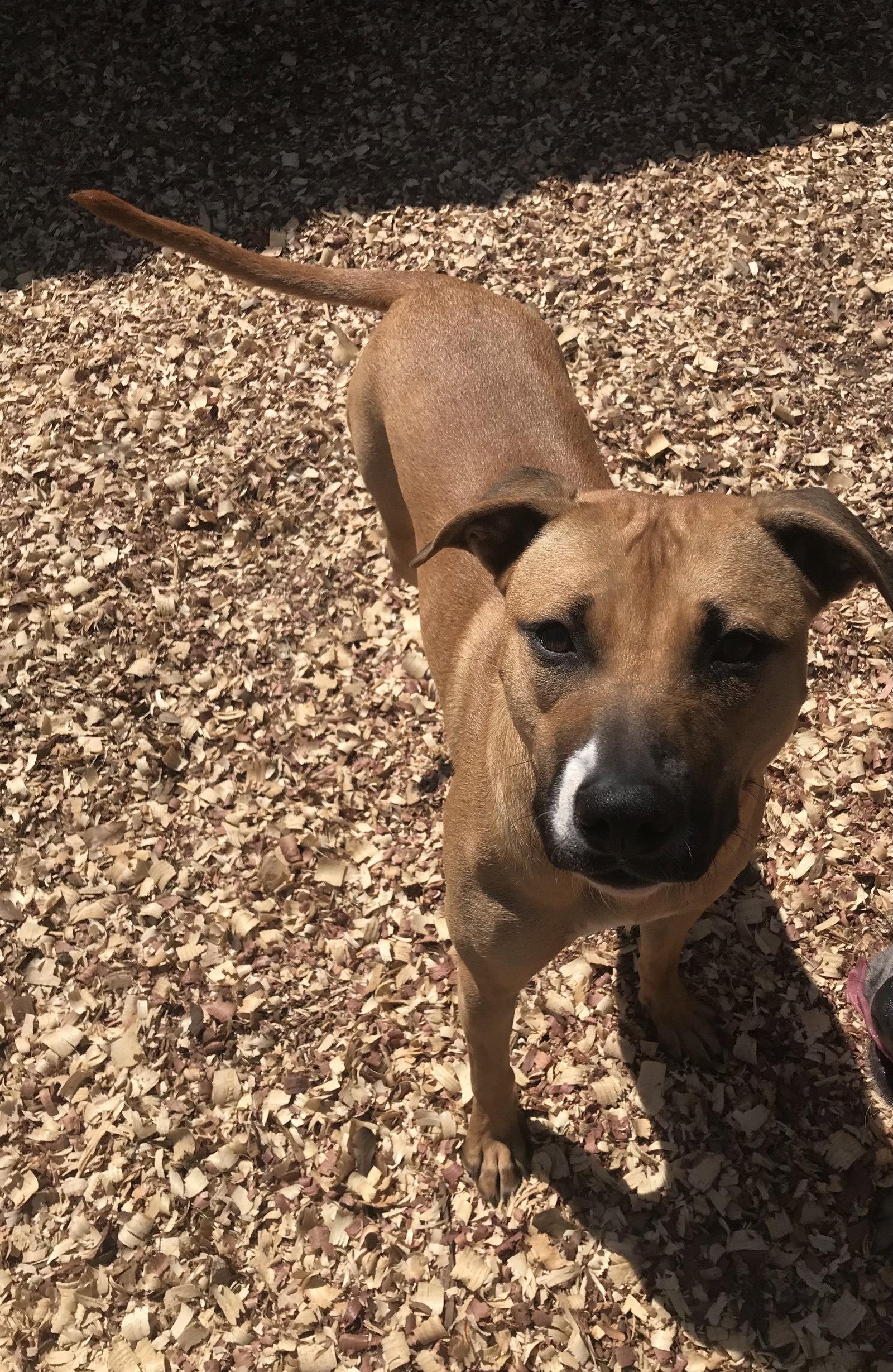 Enlarge Sissy, a Adoptable mixed breed in Houston, TX image 1/2