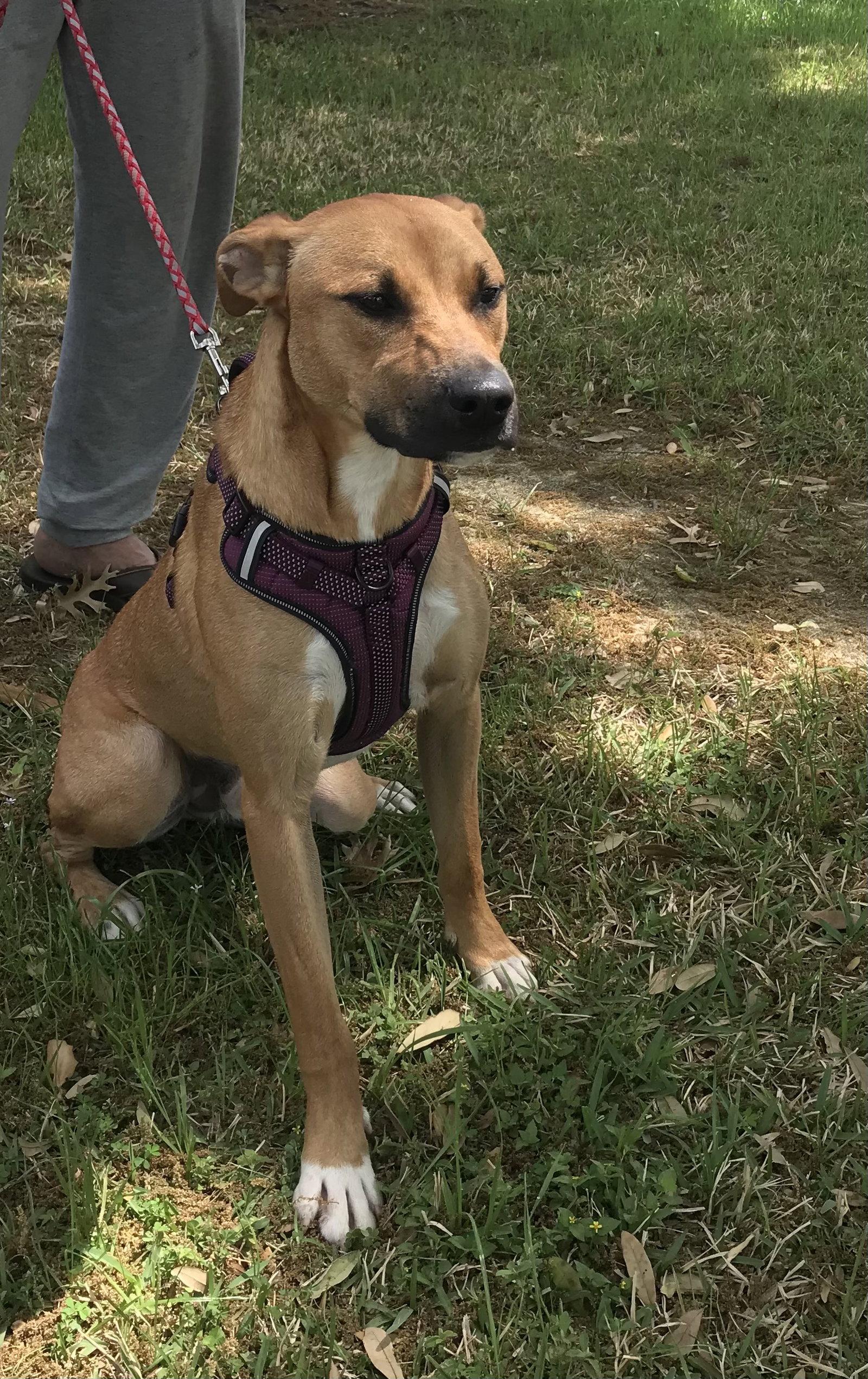 Enlarge Sissy, a Adoptable mixed breed in Houston, TX image 2/2