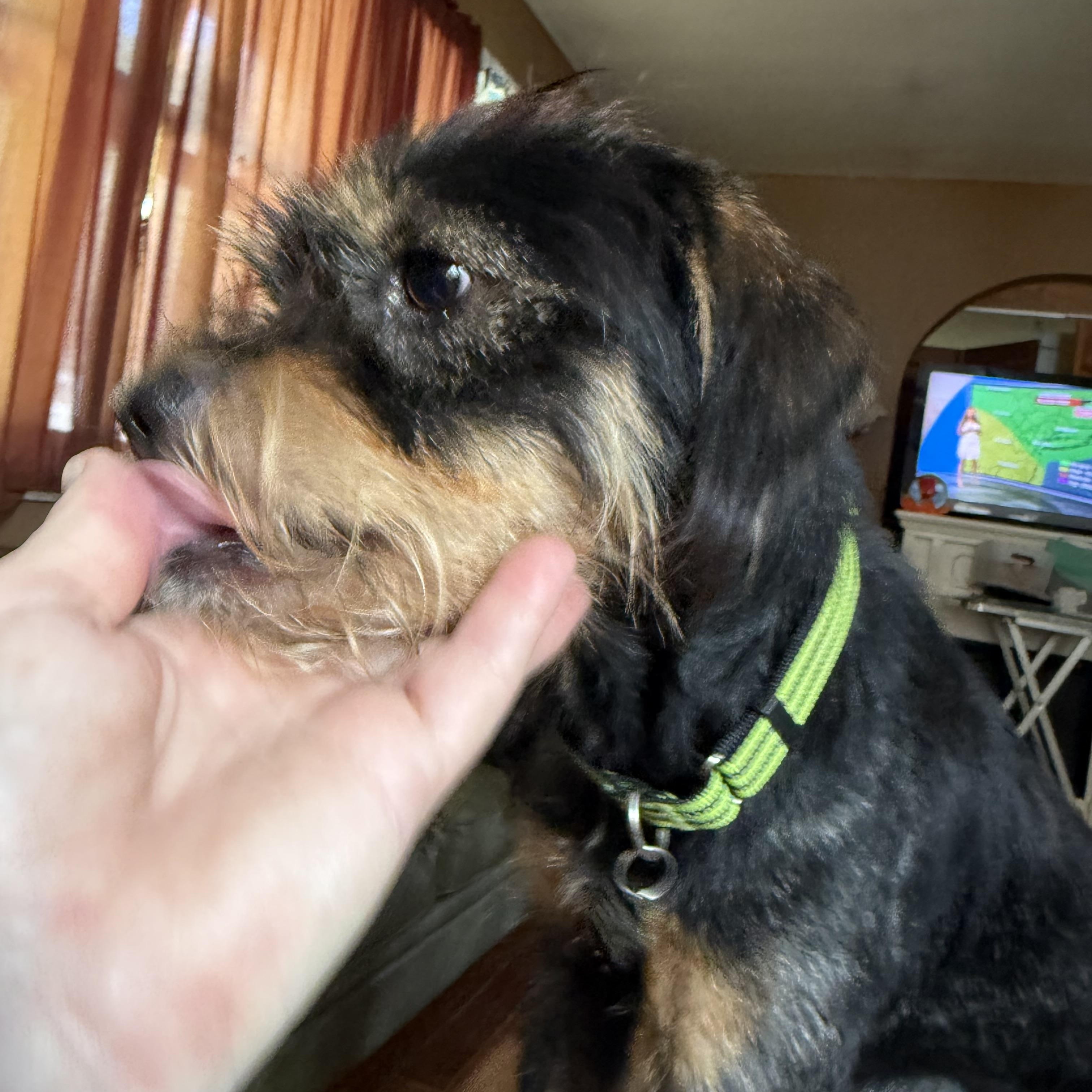 Enlarge JJ, a ADOPTABLE mixed breed in Albany, NY image 4/5