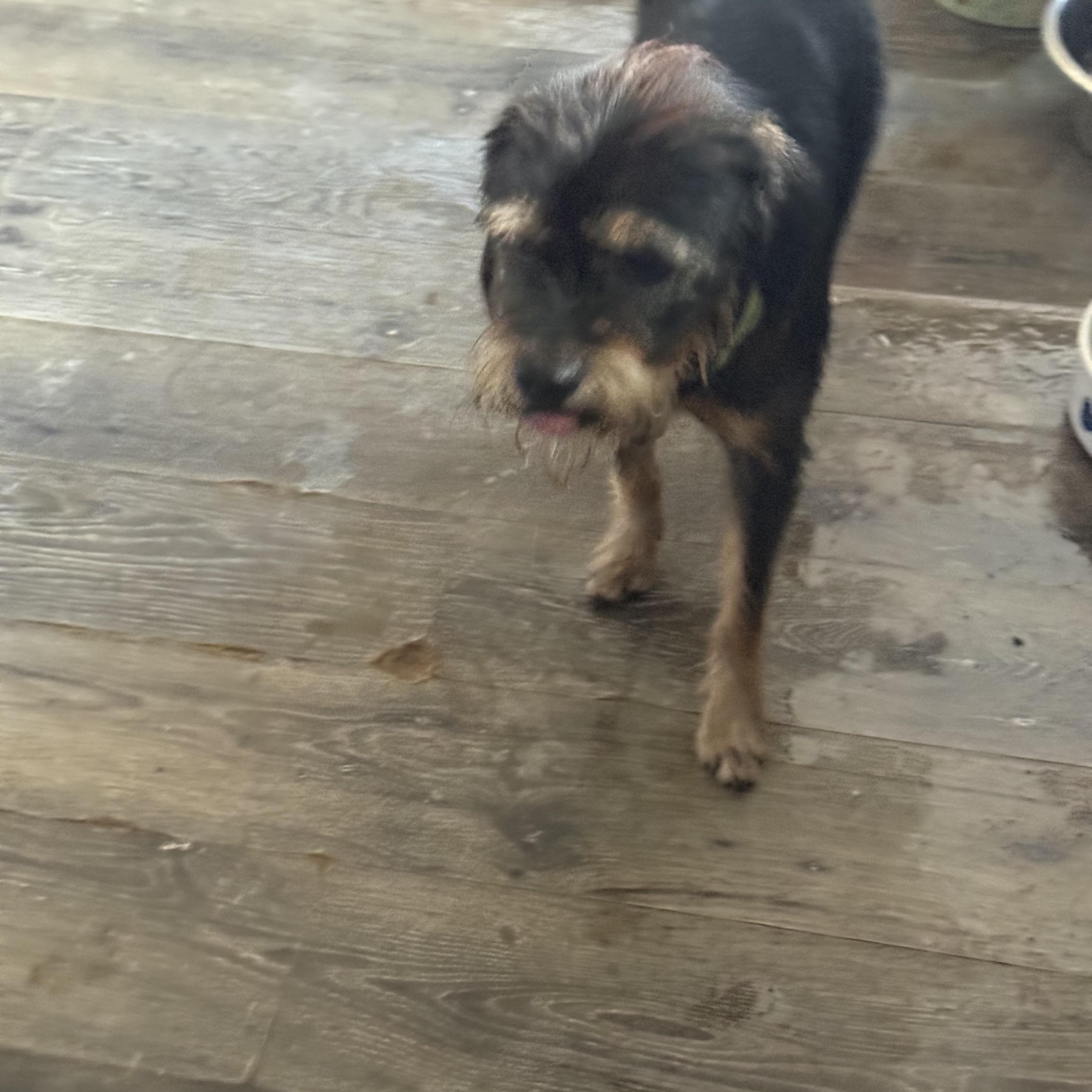 Enlarge JJ, a ADOPTABLE mixed breed in Albany, NY image 3/5