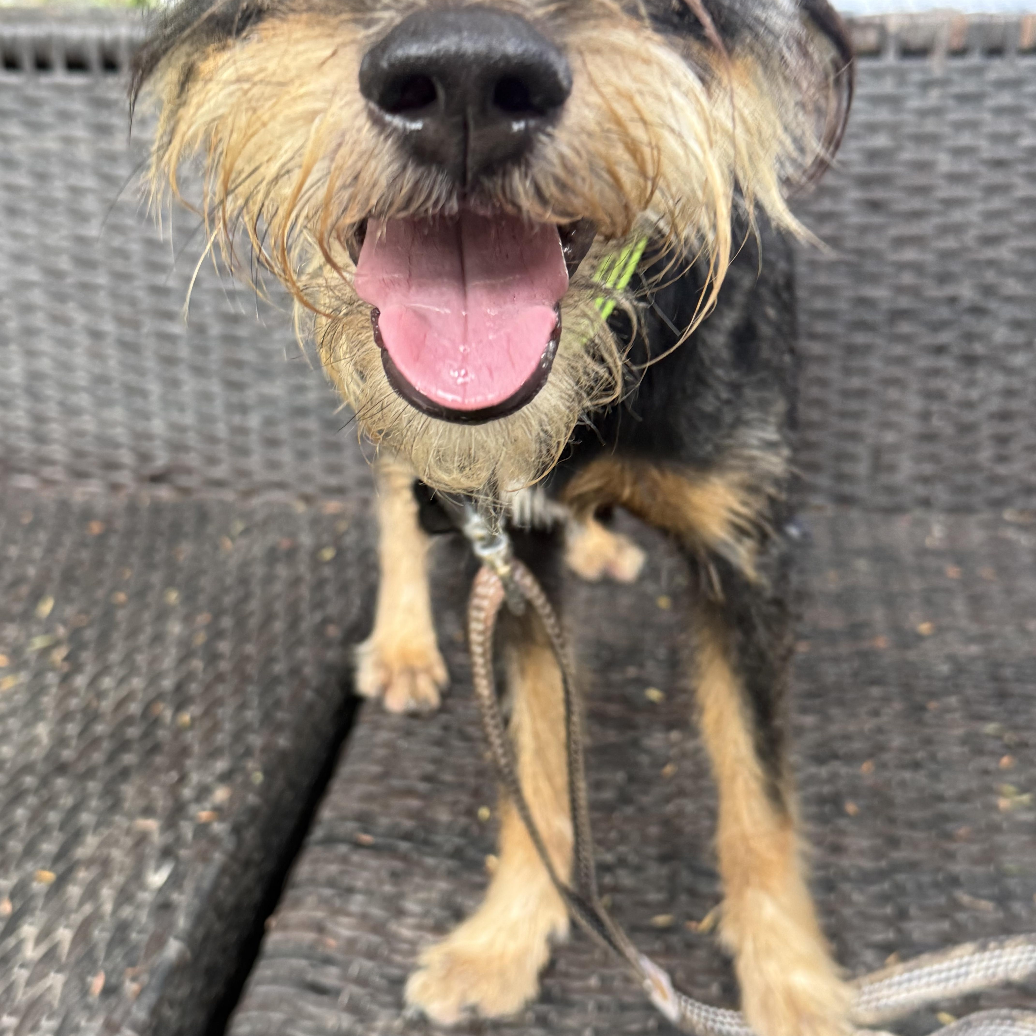Enlarge JJ, a ADOPTABLE mixed breed in Albany, NY image 5/5