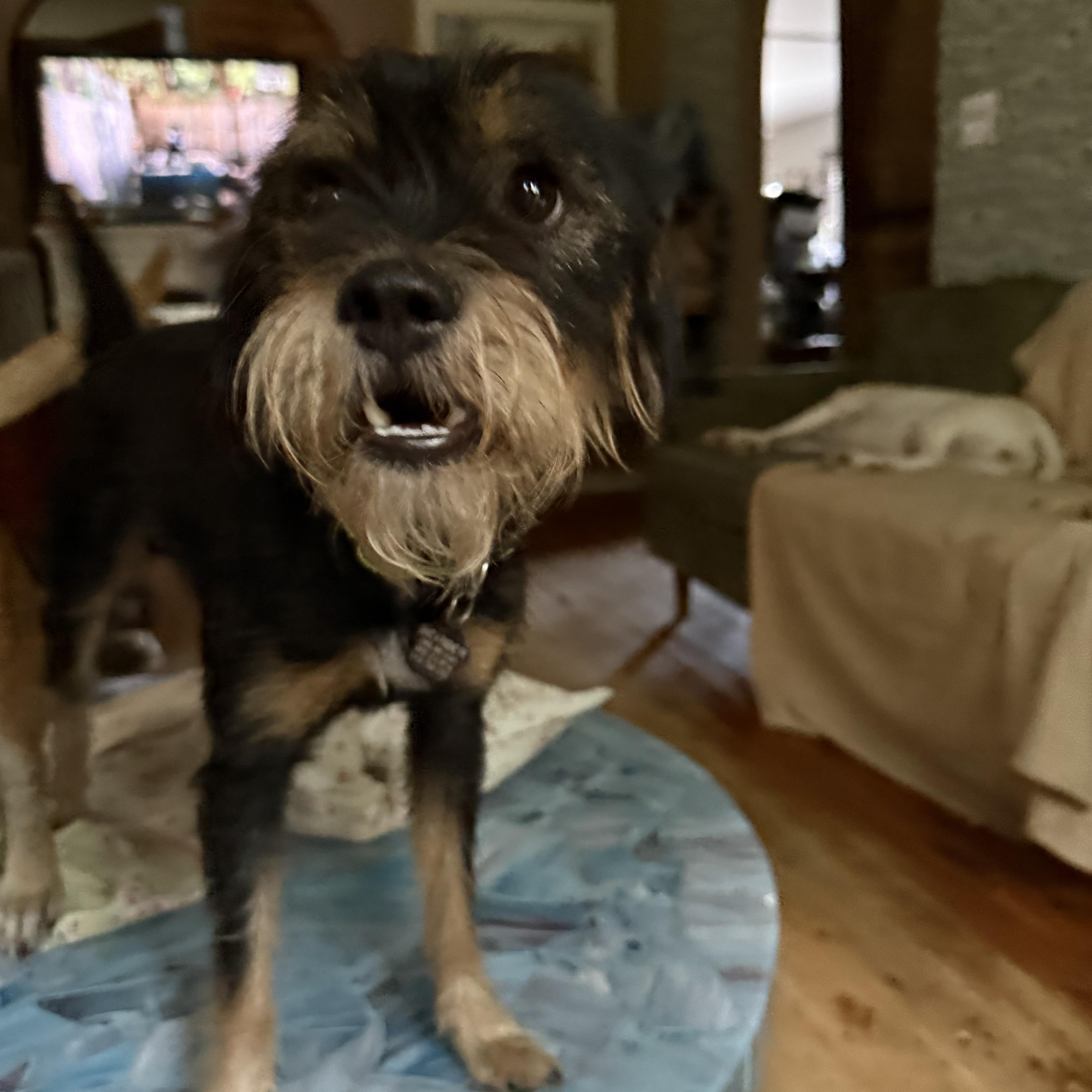 JJ, ADOPTABLE, Adult Male Wirehaired Terrier.