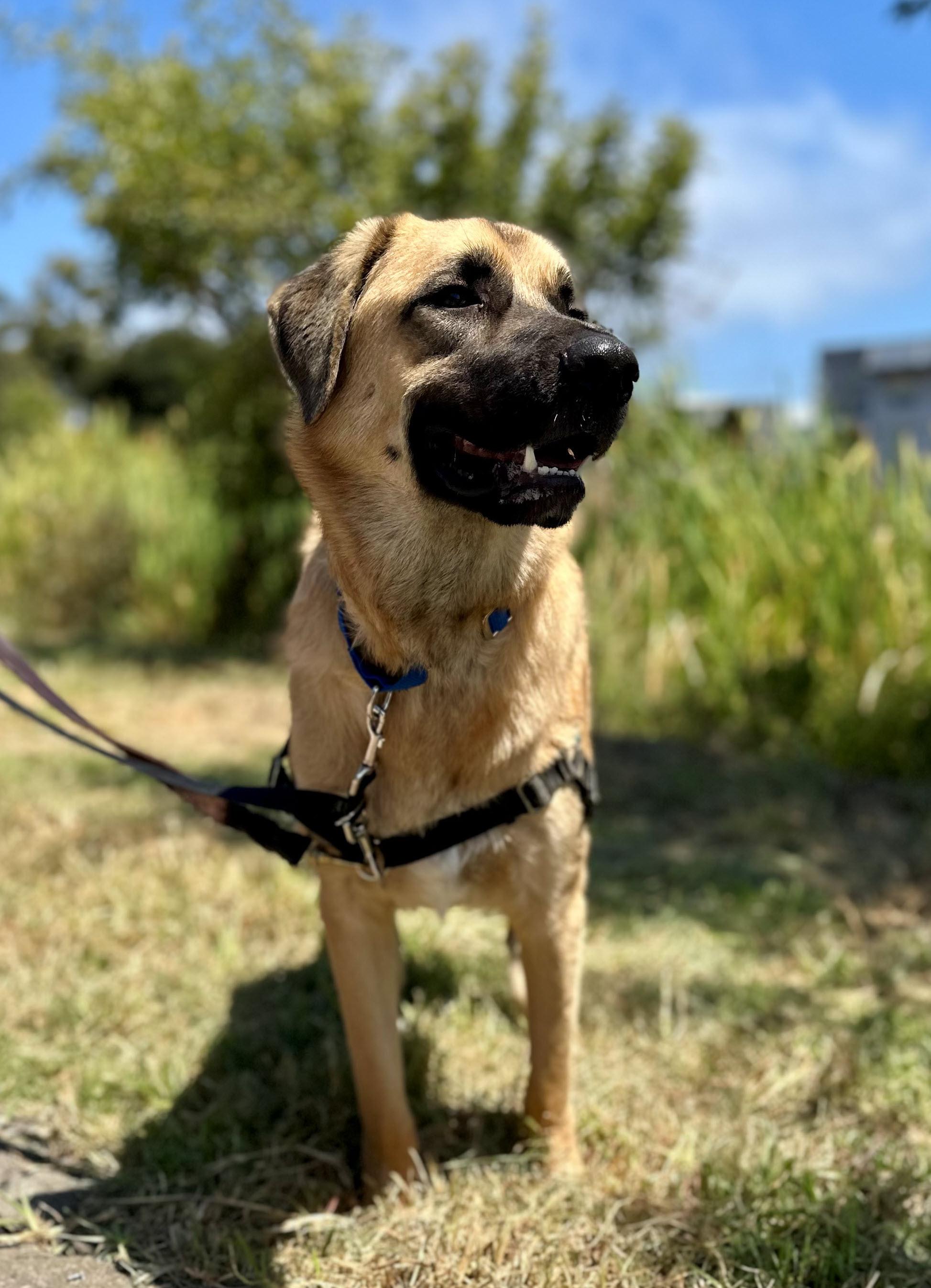 Mr. Pickles, a ADOPTABLE mixed breed in Berkeley, CA image 3/6