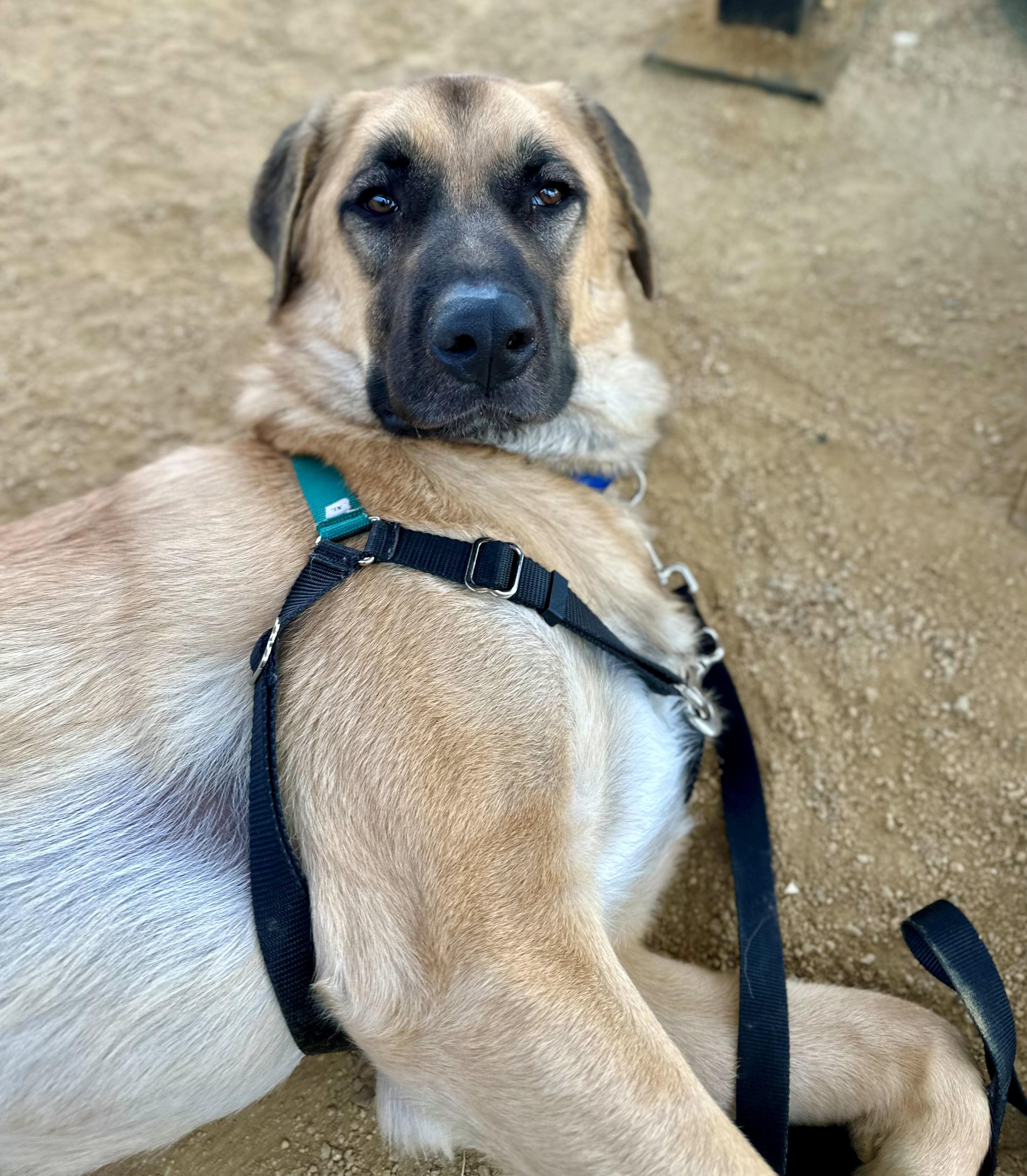 Mr. Pickles, a ADOPTABLE mixed breed in Berkeley, CA image 4/6