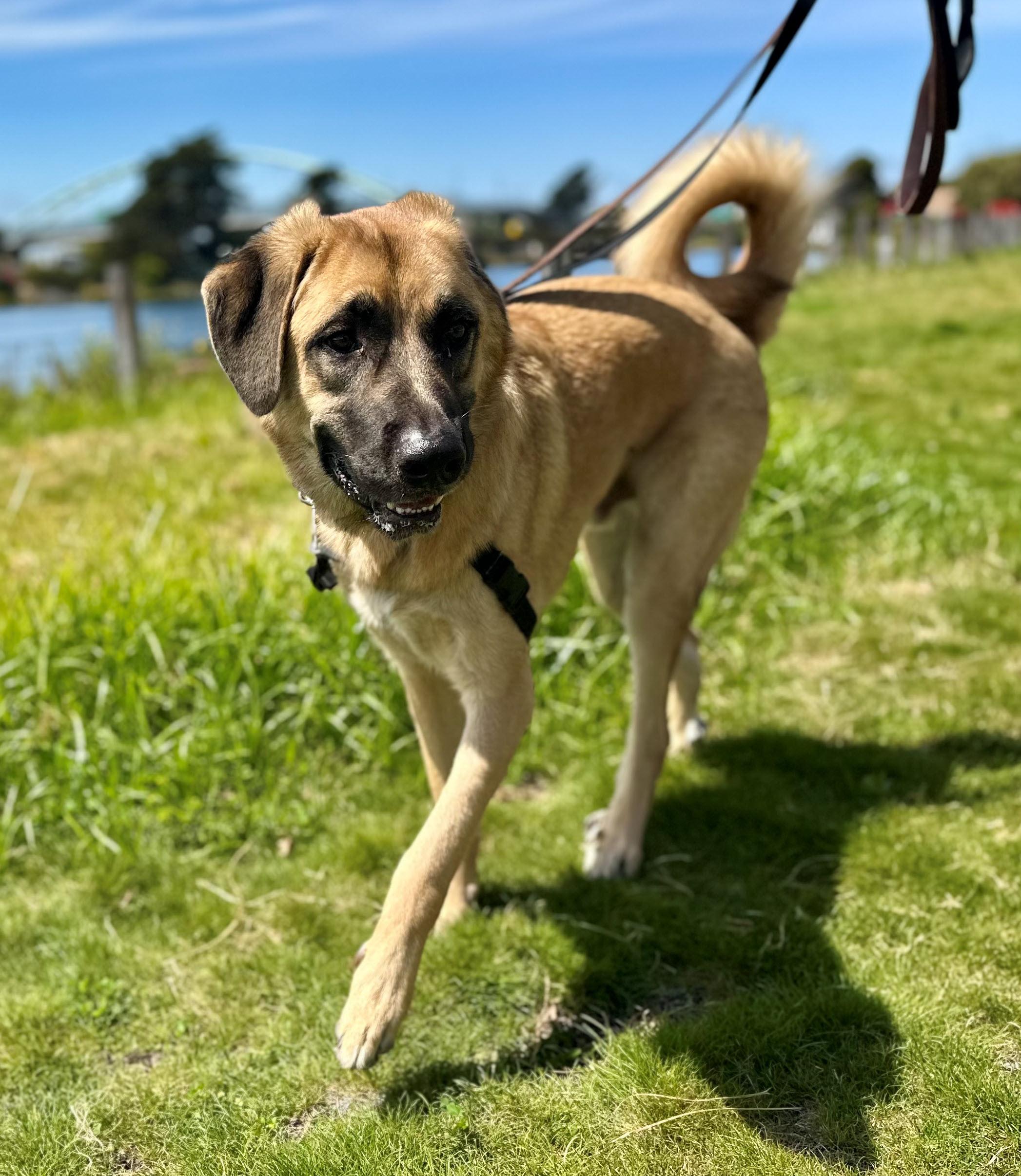 Mr. Pickles, a ADOPTABLE mixed breed in Berkeley, CA image 5/6