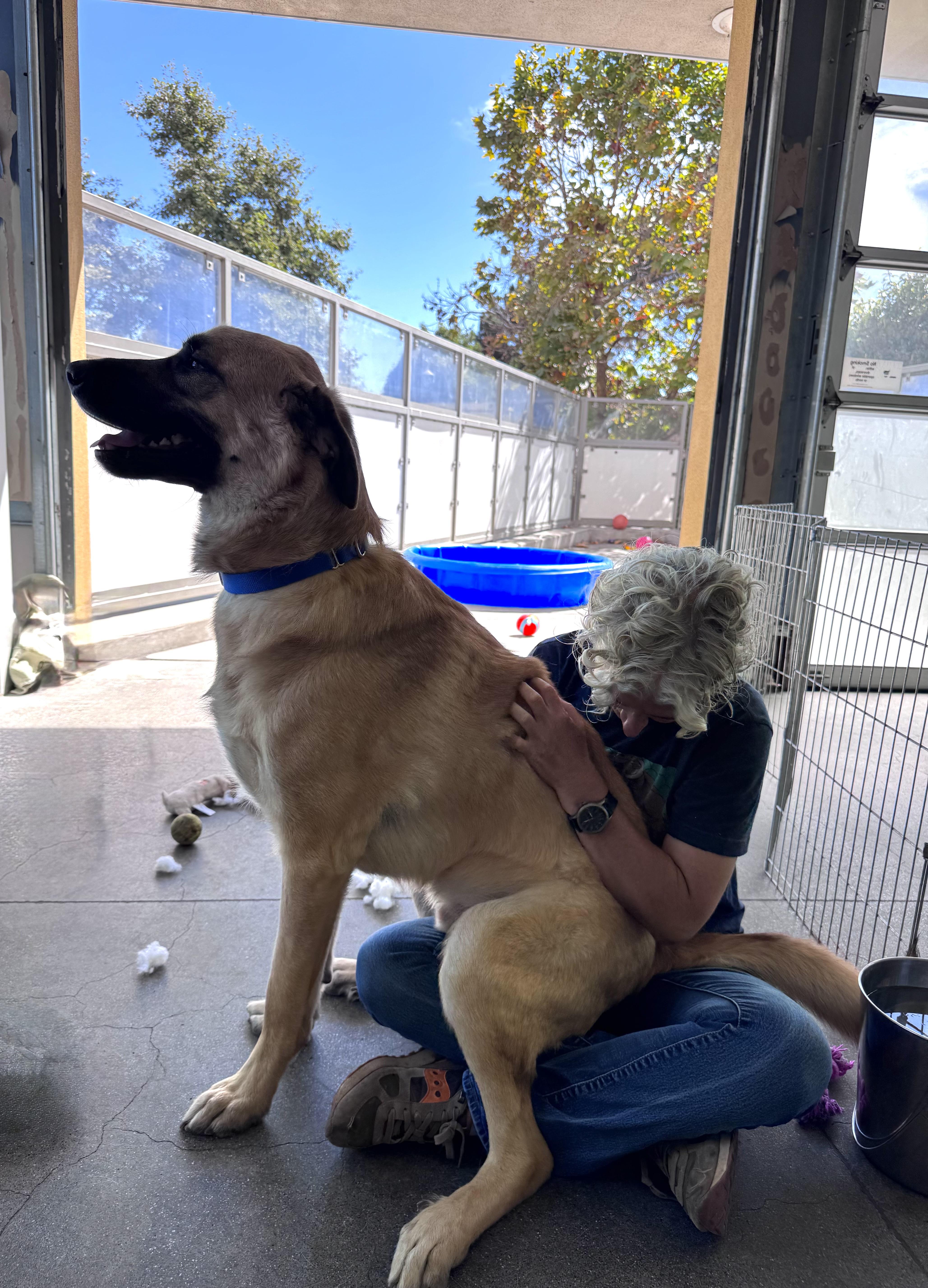 Enlarge Mr. Pickles, a Adoptable mixed breed in Berkeley, CA image 6/6