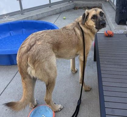 Mr. Pickles, a ADOPTABLE mixed breed in Berkeley, CA image 6/6