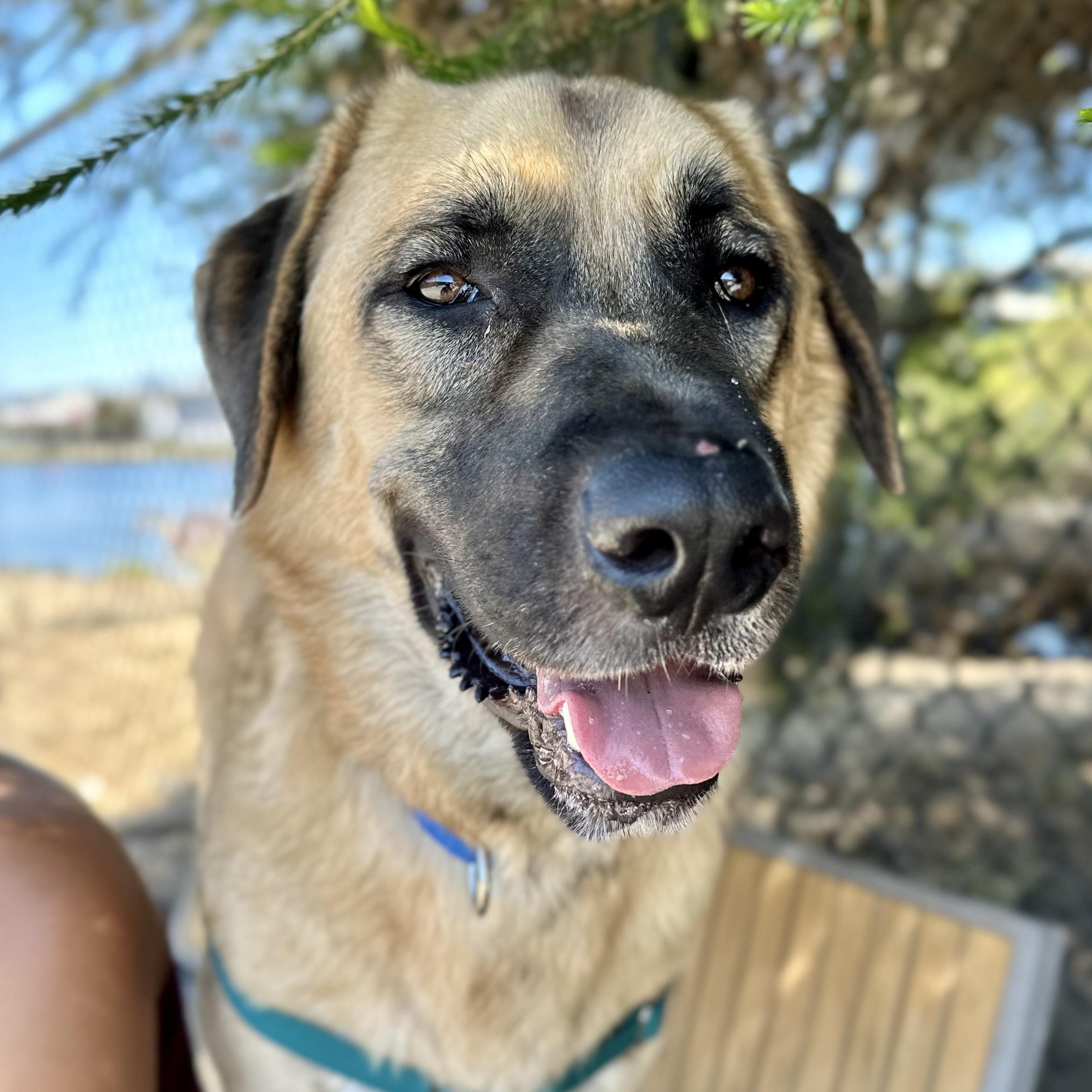 Mr. Pickles, Adoptable, Young Male Anatolian Shepherd.