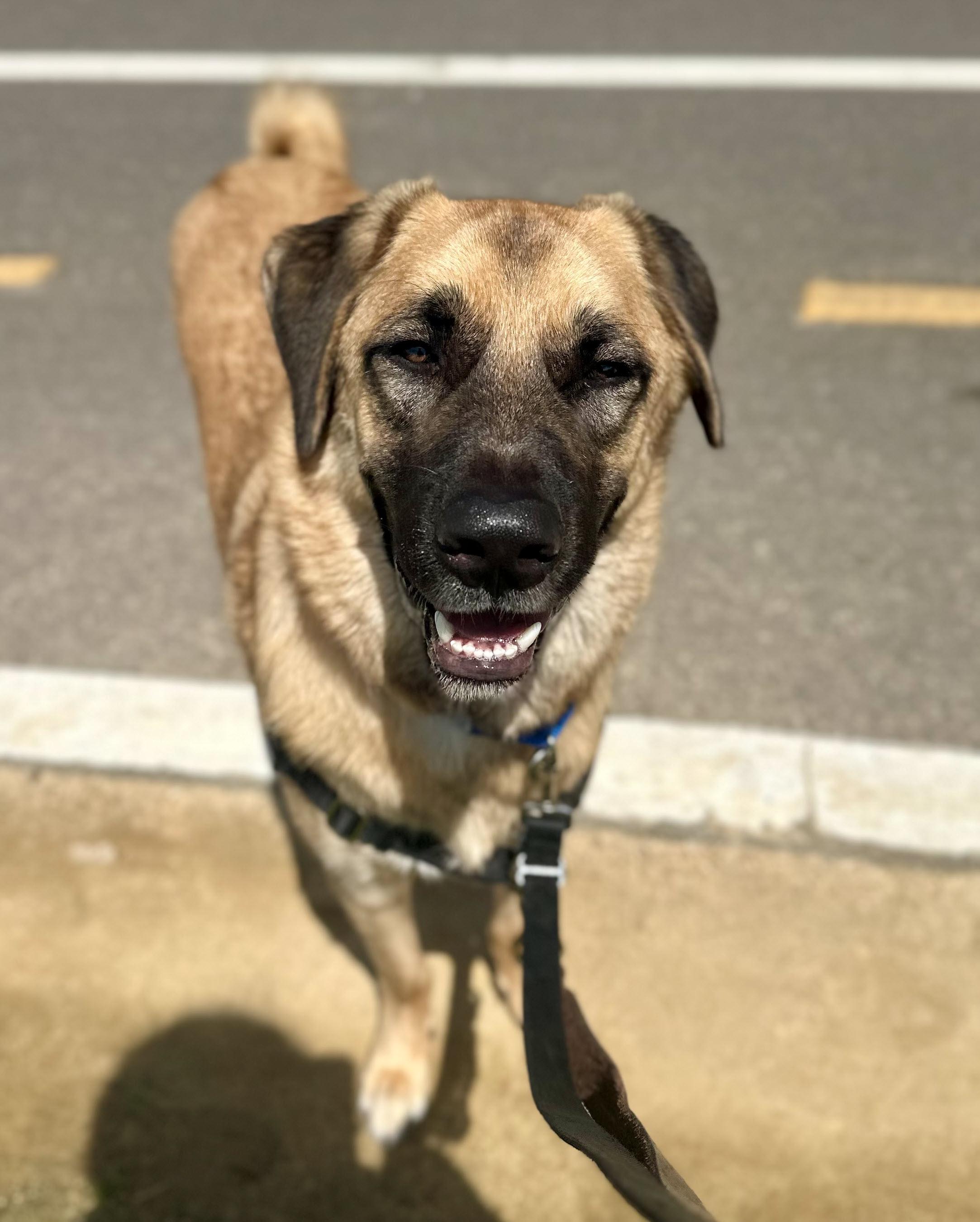 Mr. Pickles, a ADOPTABLE mixed breed in Berkeley, CA image 2/6