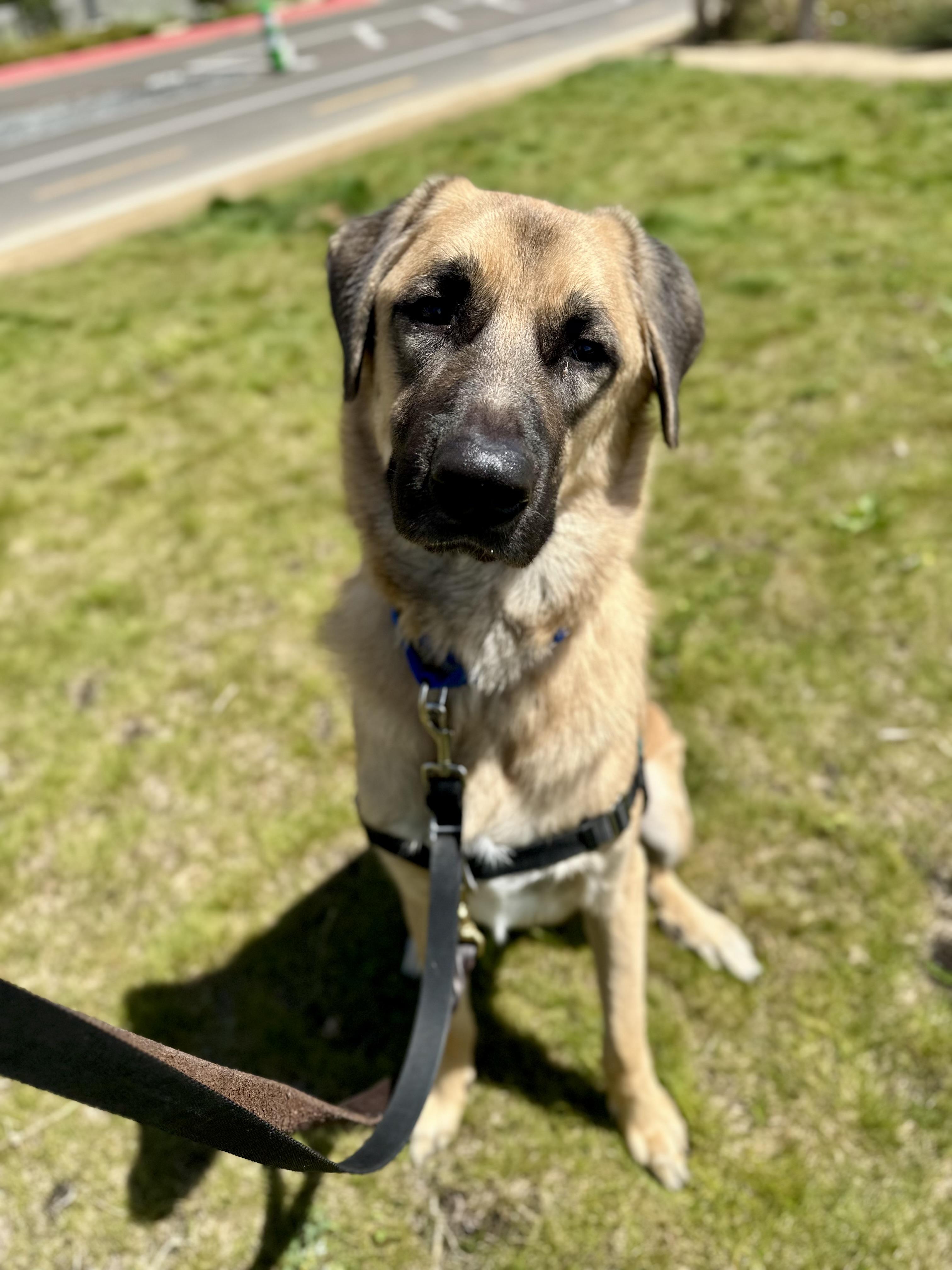 Mr. Pickles, ADOPTABLE, Young Male Anatolian Shepherd.