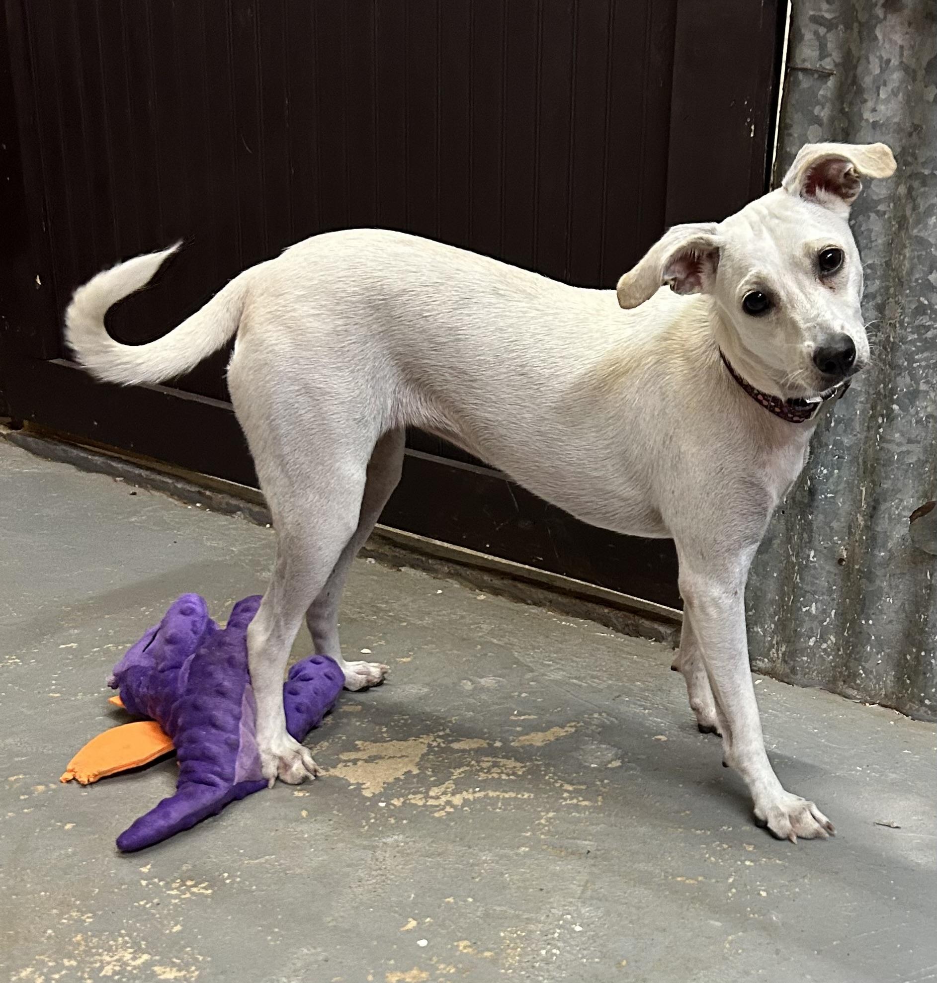 Enlarge Wanda, a Adoptable mixed breed in Llano, TX image 3/5