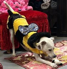 Wanda, Adoptable, Adult Female Terrier & Whippet.