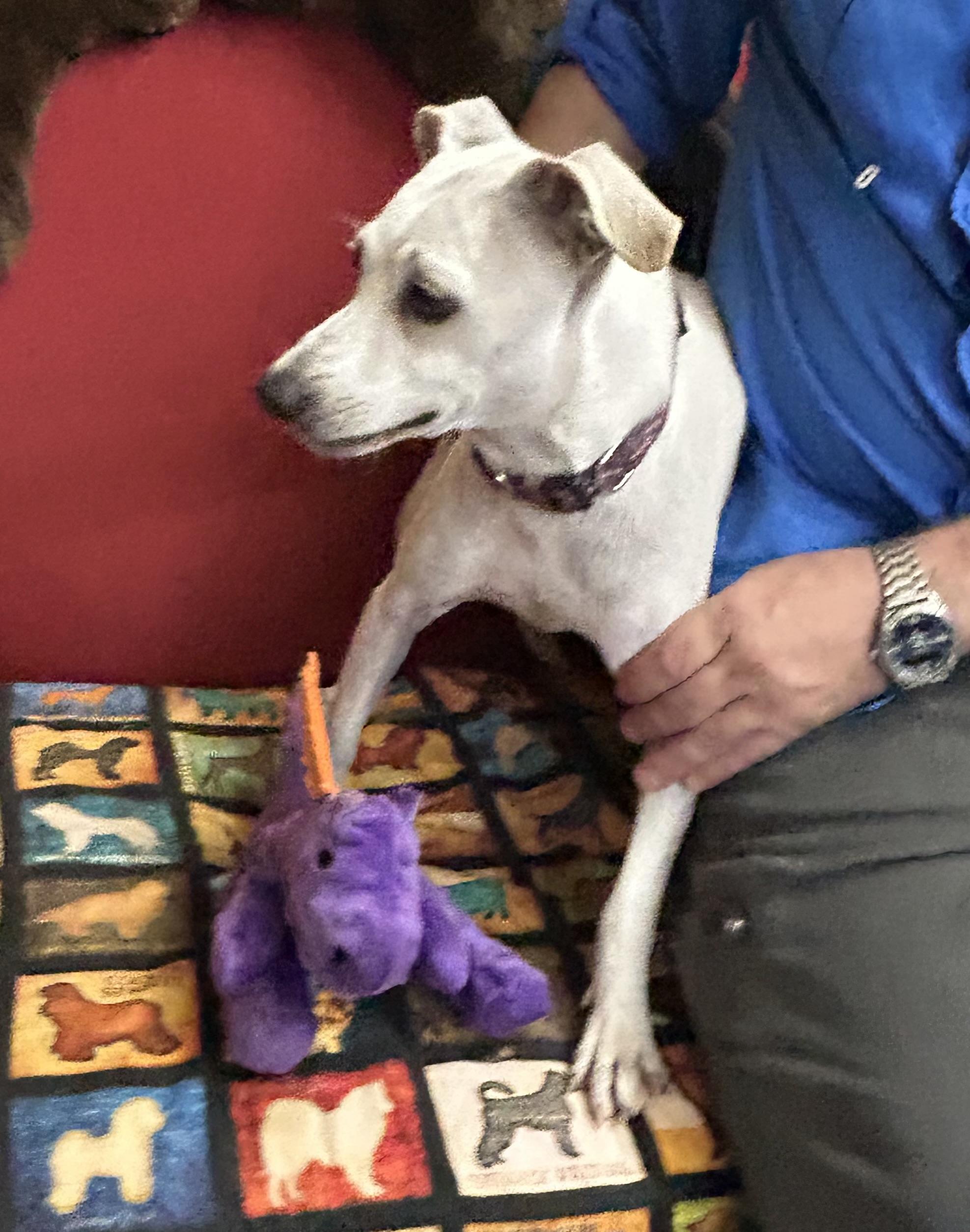 Enlarge Wanda, a Adoptable mixed breed in Llano, TX image 5/5